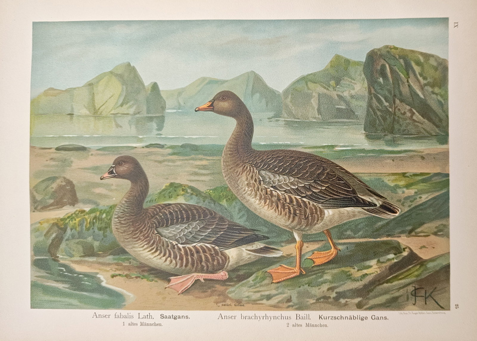 Johann Friedrich Naumann – Bean Goose and Pink-Footed Goose – Lithograph (1905): "Bean Goose and Pink-Footed Goose" presents an ornithological study depicting two wild geese resting along a mountainous coastal shore to illustrate their natural plumage and comparative anatomical fe