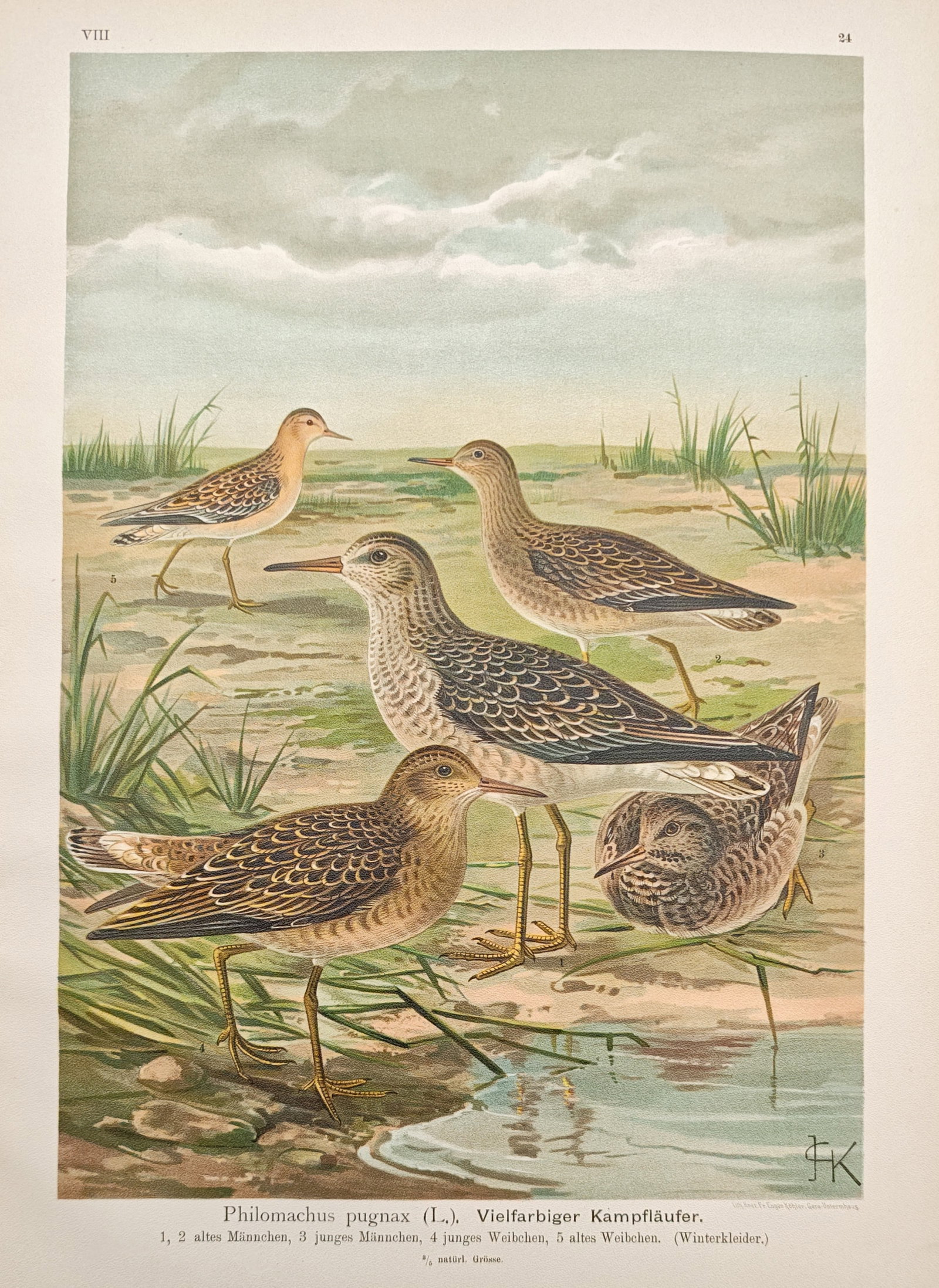 Johann Friedrich Naumann – Ruff in Winter Plumage – Lithograph (1905): "Many-Colored Ruff" presents an ornithological study depicting ruffs in a grassy wetland habitat to illustrate their seasonal winter plumage variations and natural forms. Published in 1905, the color 