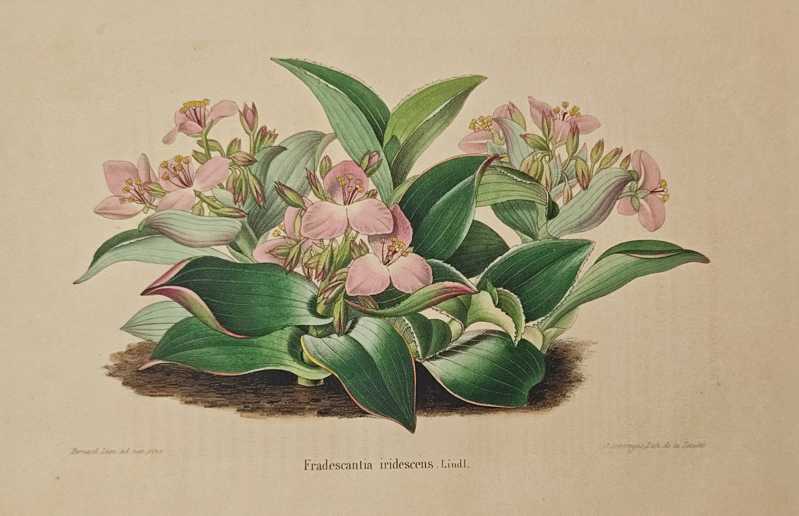 Guillaume Severeyns – Tradescantia Iridescens – Lithograph (19th Century) (1 of 1)