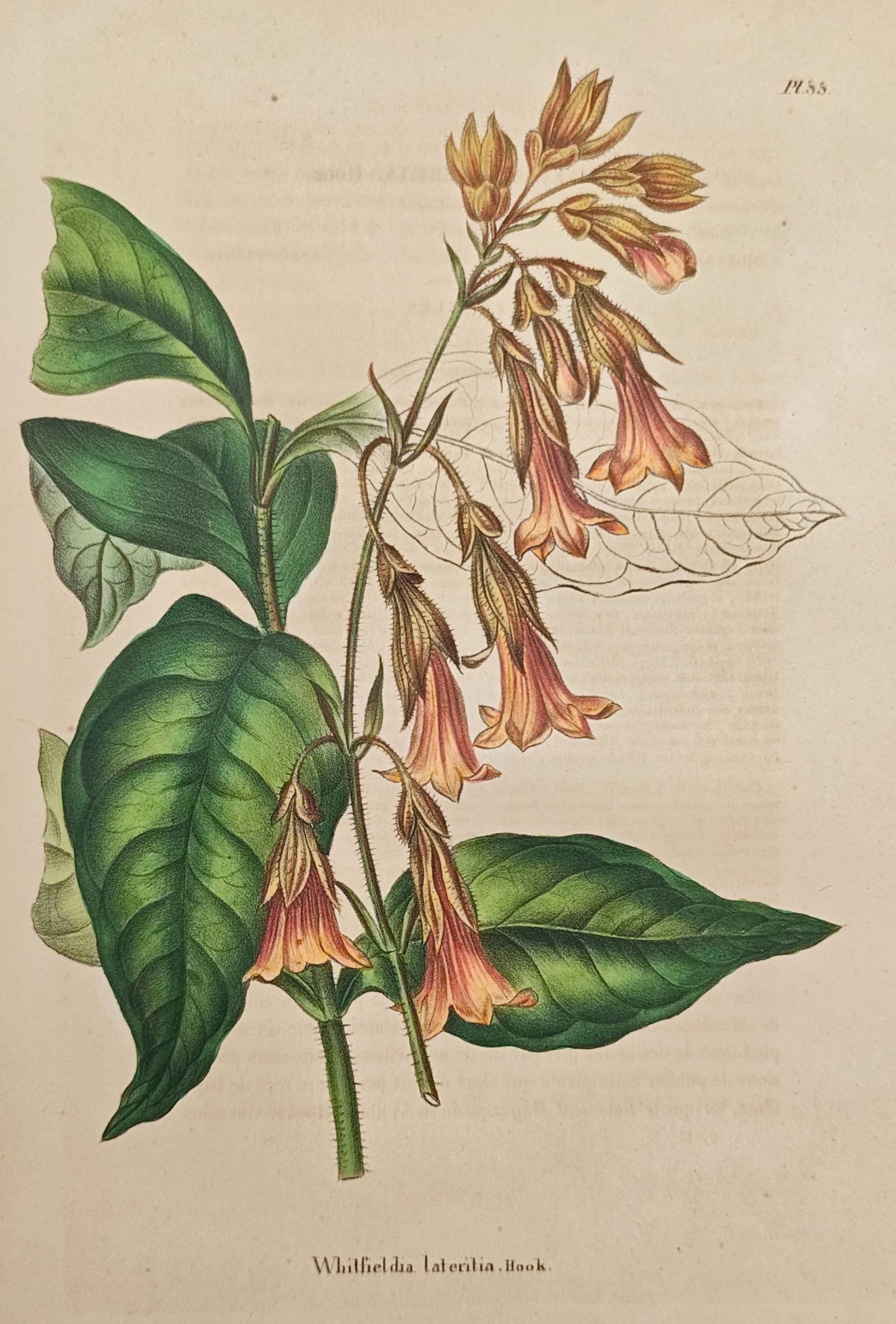 Alex Lagarde – Whitfieldia Lateritia – Lithograph (19th Century): "Whitfieldia Lateritia" presents a botanical study depicting an upright flowering branch with broad foliage and pendulous tubular blossoms to document the morphological characteristics of the plant. P