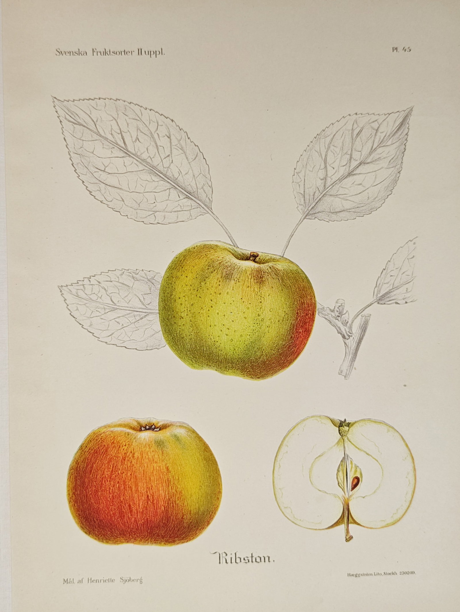Henriette Sjöberg – Ribston Apple – Lithograph (19th Century): "Ribston" presents a pomological study illustrating whole and cross-sectioned apples alongside botanical foliage to document the morphological characteristics of the fruit variety. Published in the ni