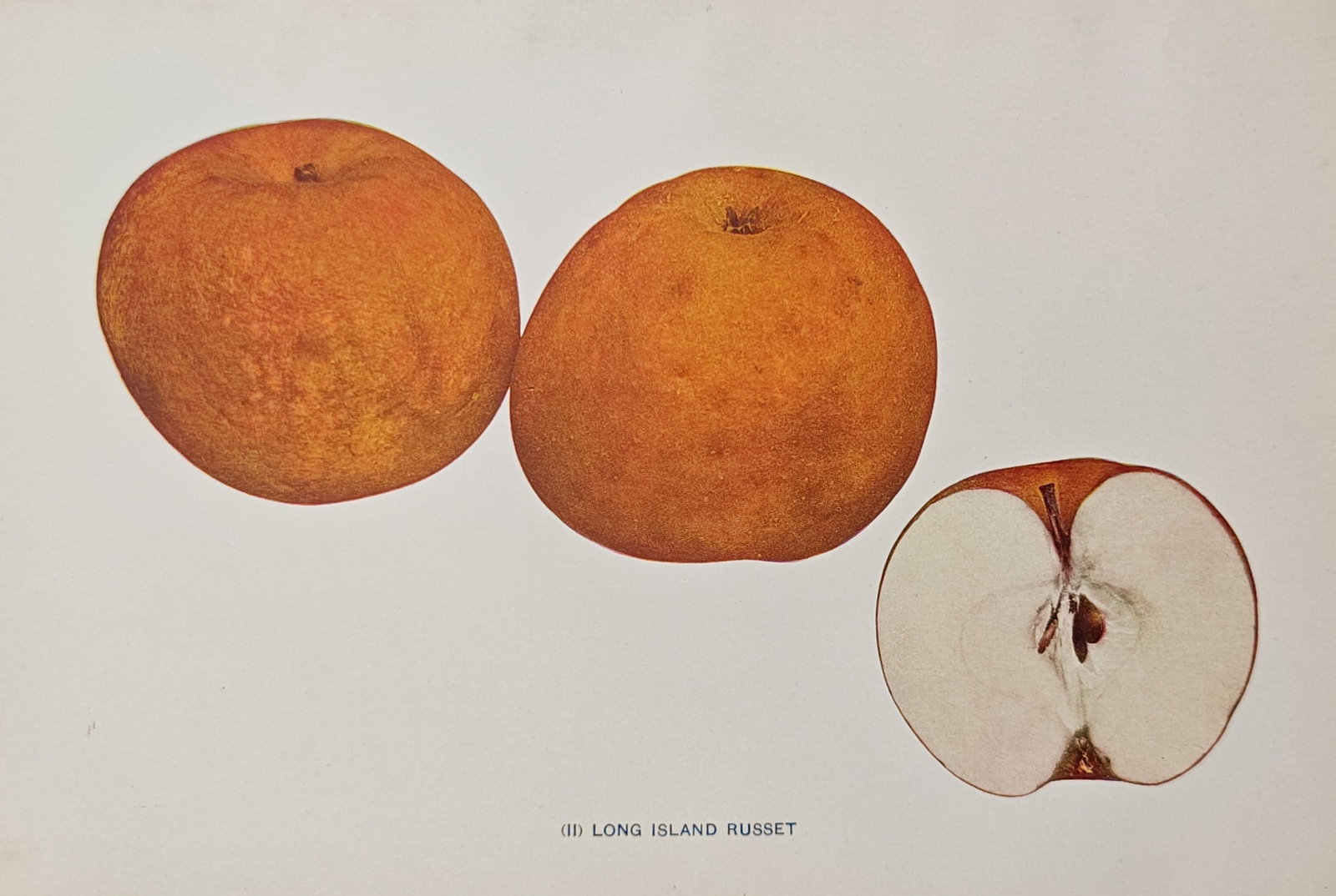 Spencer Ambrose Beach – Long Island Russet Apple – Lithograph (1905): "Long Island Russet" presents a pomological study illustrating whole and cross-sectioned apples to document the distinctive russeted skin, spherical form, and internal seed structure of the fruit vari