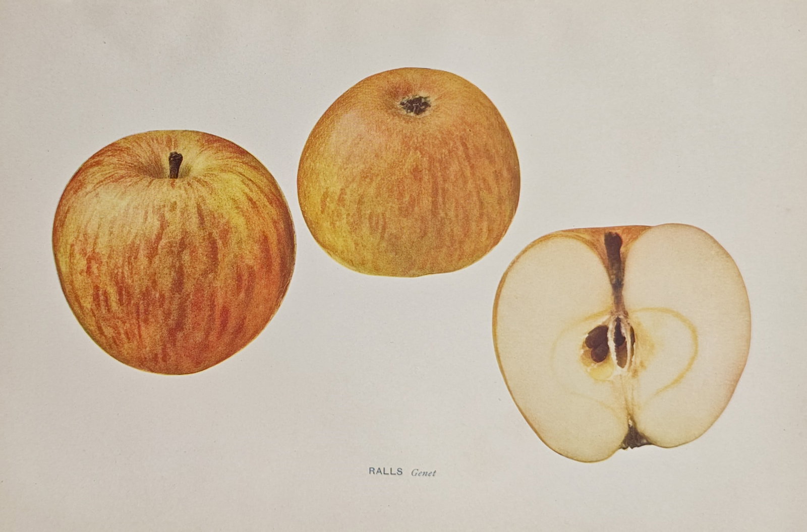 Spencer Ambrose Beach – Ralls Genet Apple – Lithograph (1905): "Ralls Genet" presents a pomological study illustrating whole and cross-sectioned apples to document the striped skin coloration, rounded form, and internal seed structure of the fruit variety. Publis