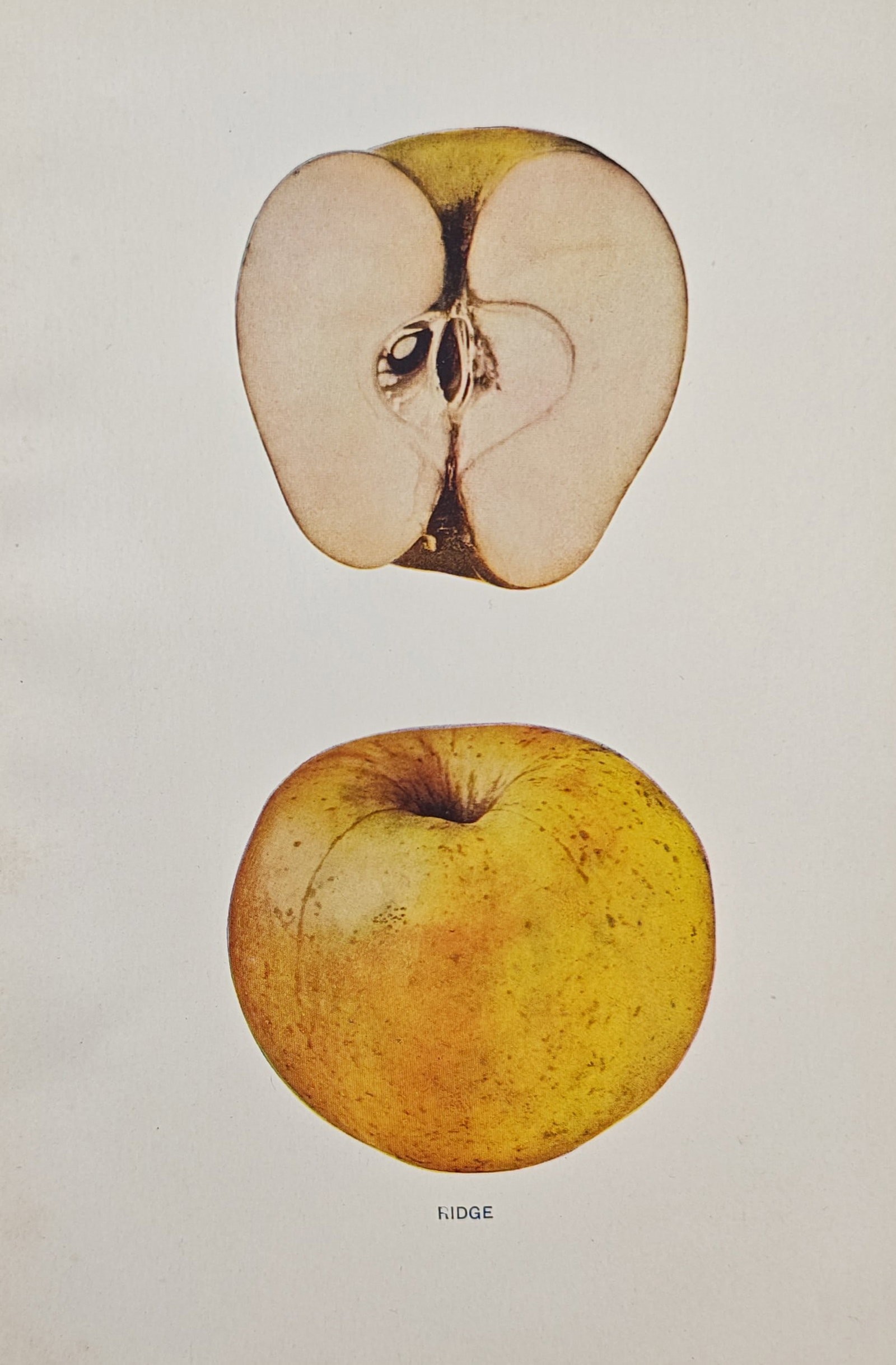 Spencer Ambrose Beach – Ridge Apple – Lithograph (1905): "Ridge" presents a pomological study illustrating a whole apple and a longitudinal cross section to document the yellow skin coloration, rounded form, and internal core structure of the fruit variety.