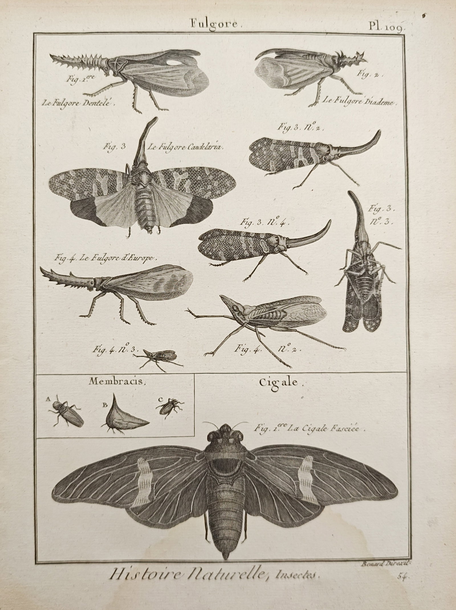 Robert Bénard – Lanternflies, Treehoppers, and Cicadas – Engraving (18th Century): "Lanternflies, Treehoppers, and Cicadas" presents an entomological study illustrating various hemipteran specimens in dorsal, ventral, and lateral profiles to document their wing venation, cranial pro
