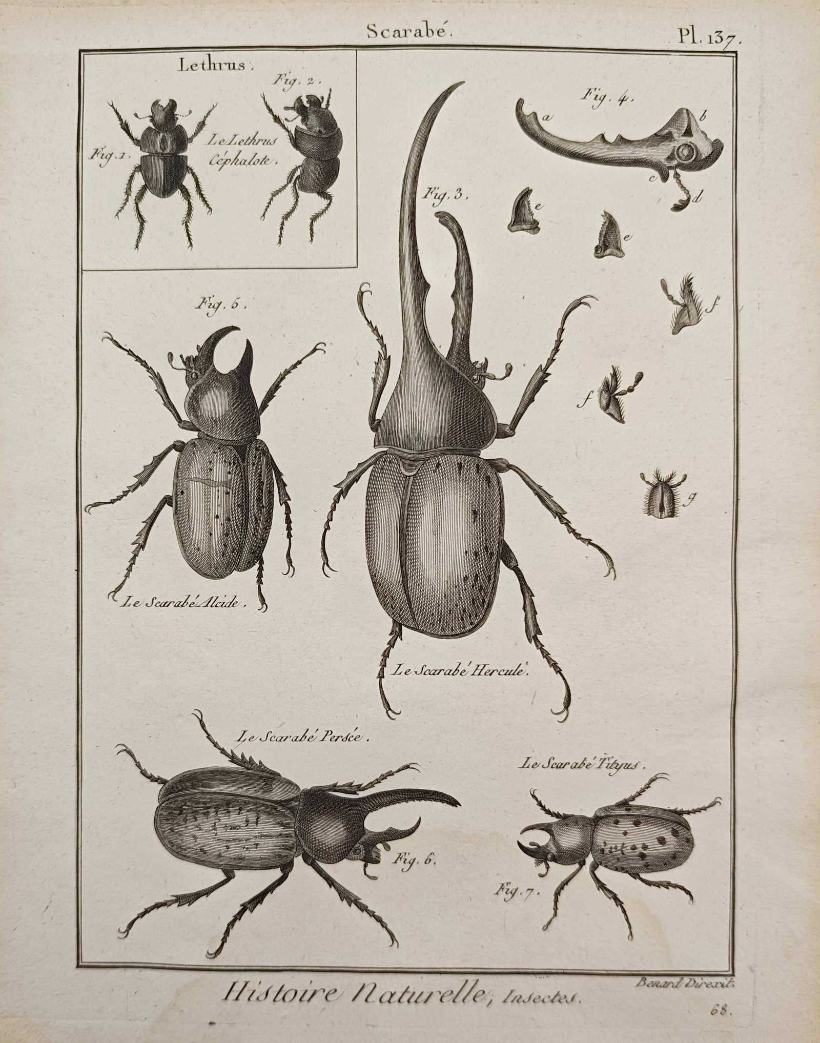 Robert Bénard – Hercules Beetle and Scarab Species – Engraving (18th Century): "Hercules Beetle and Scarab Species" presents an entomological study illustrating prominent scarabaeid and rhinoceros beetles to document their pronounced cephalic horns, striated elytra, and anatomic
