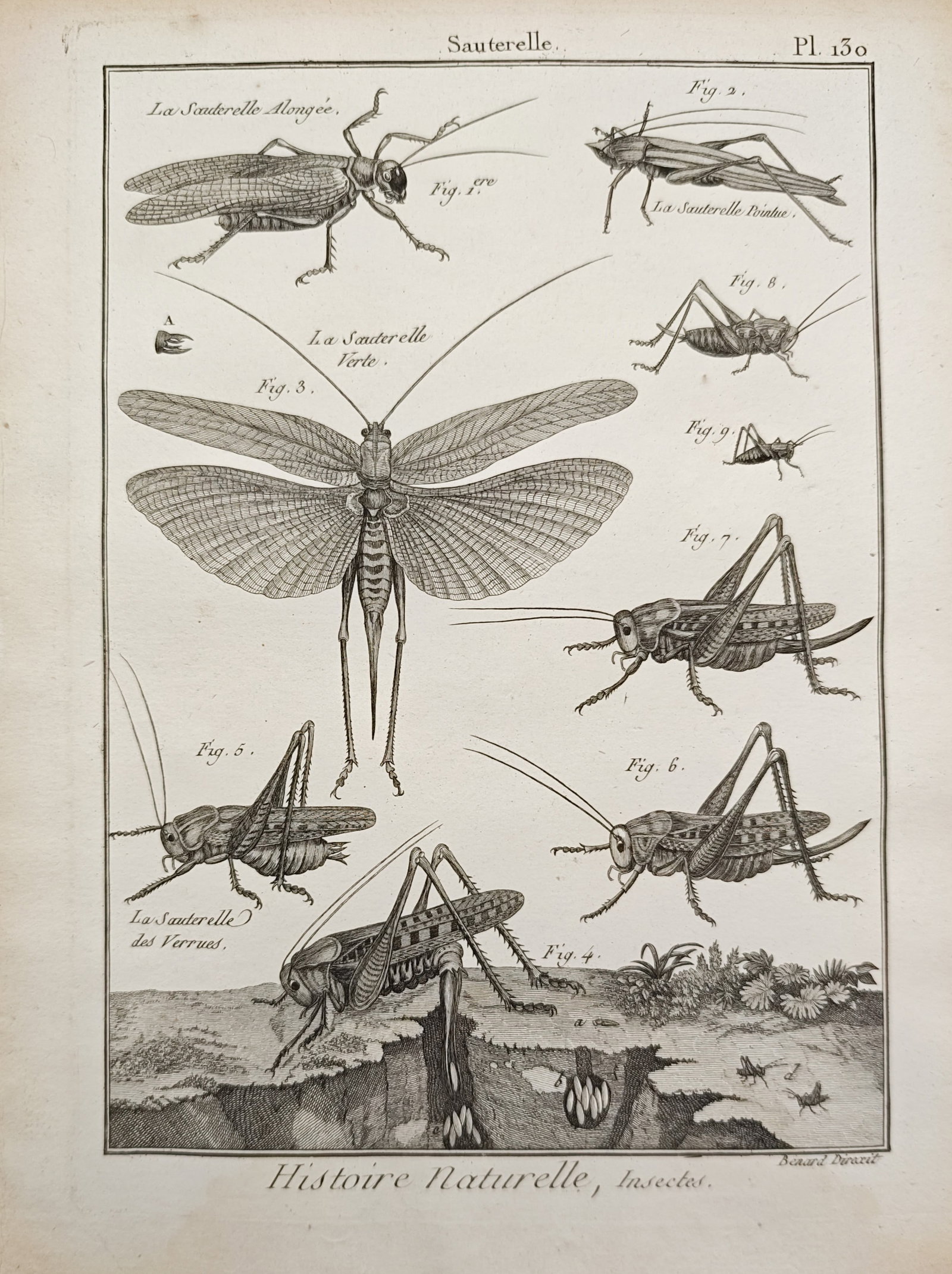 Robert Bénard – Grasshoppers and Bush Crickets – Engraving (18th Century): "Grasshoppers and Bush Crickets" presents an entomological study illustrating various orthopteran species in resting, active, and outspread flight postures alongside an ovipositing specimen in its ear