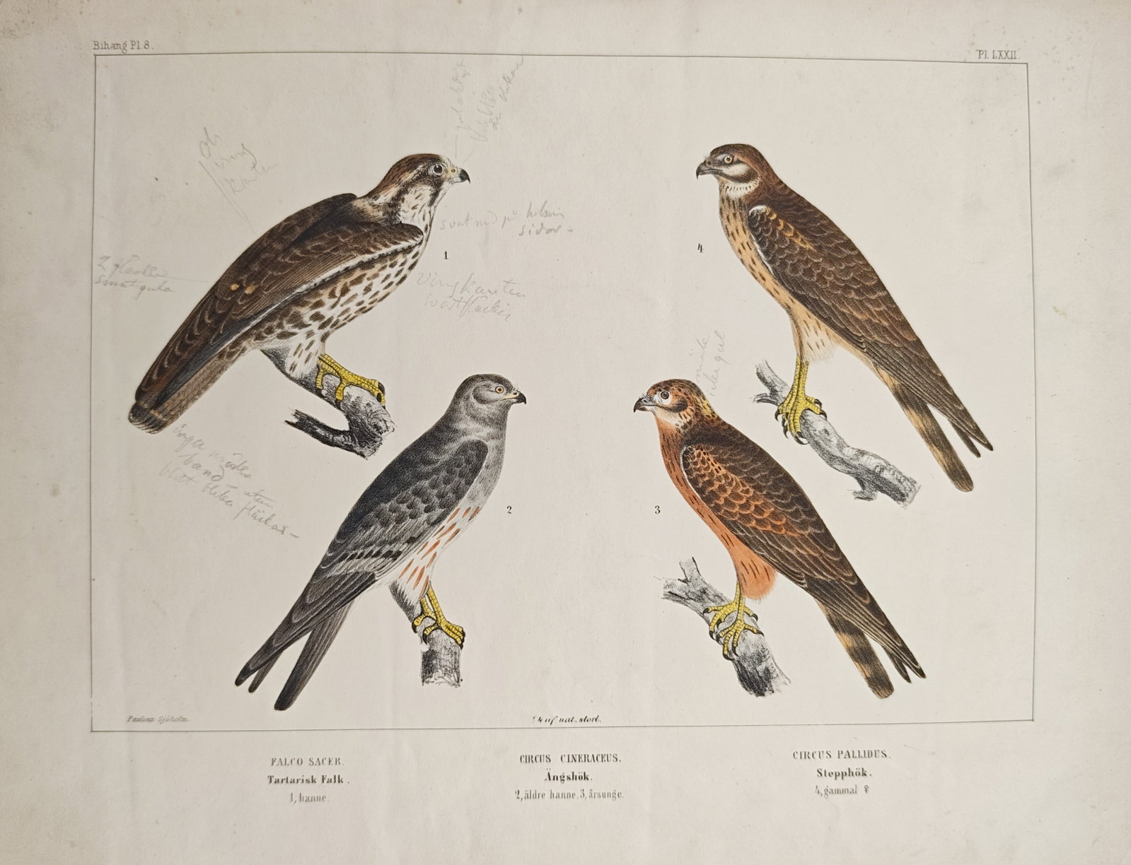 Peter Akerlund – Saker Falcon, Montagu's Harrier, and Pallid Harrier – Lithograph (19th Century): "Saker Falcon, Montagu's Harrier, and Pallid Harrier" presents an ornithological study depicting several birds of prey perched upon natural branches, highlighting the distinct plumage patterns and phy