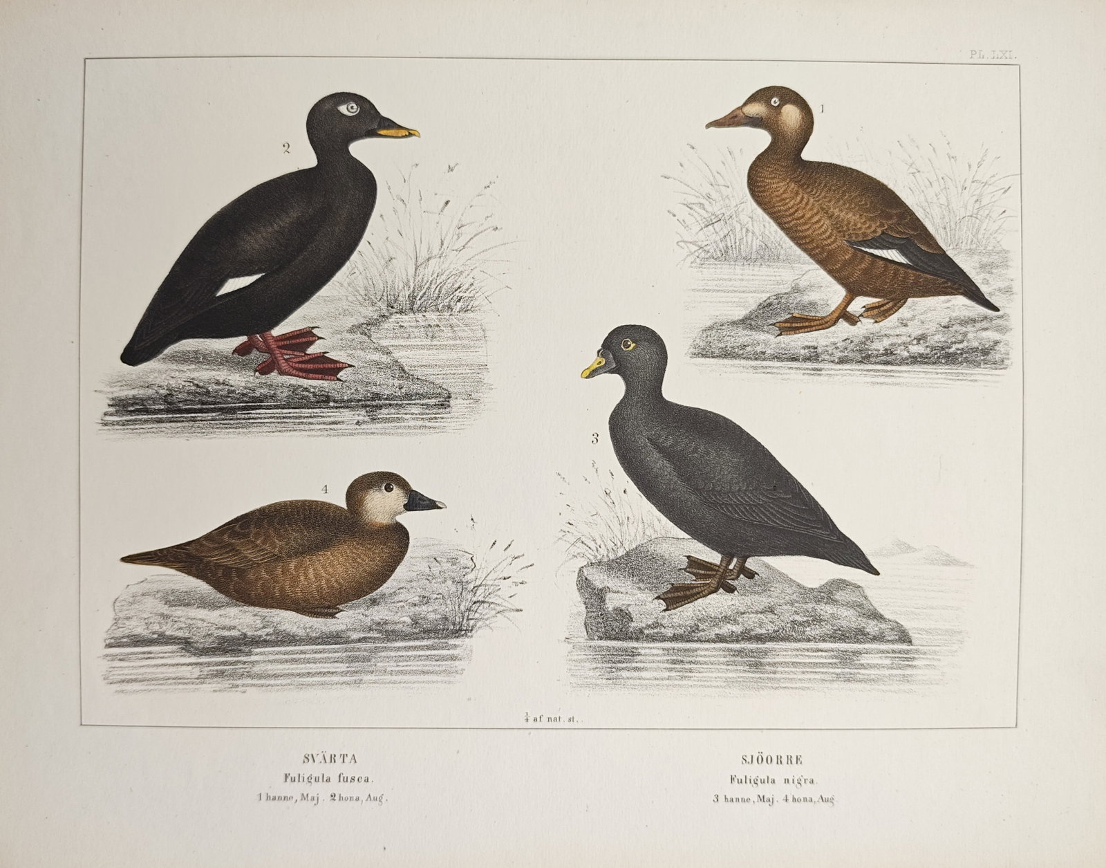 Peter Akerlund – Velvet Scoter and Common Scoter – Lithograph (19th Century) (1 of 1)
