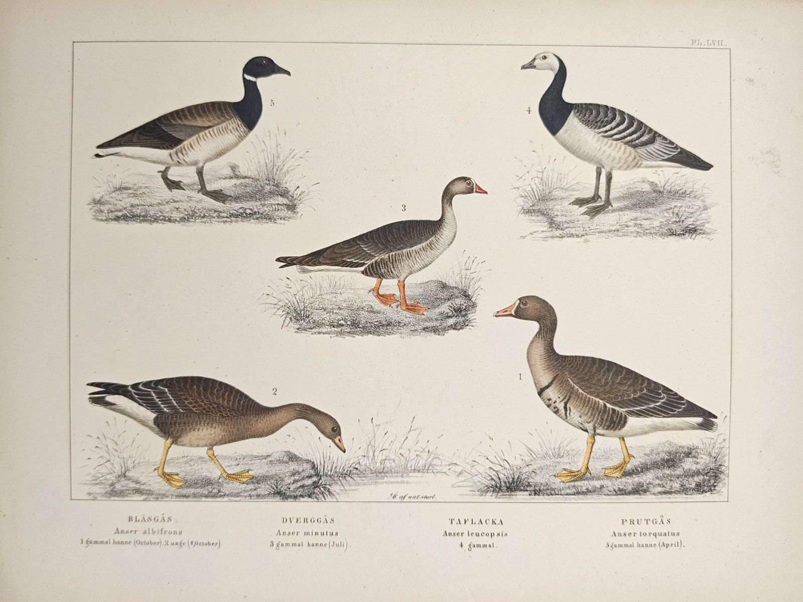 Peter Akerlund – Greater White-Fronted Goose, Lesser White-Fronted Goose – Lithograph: "Greater White-Fronted Goose, Lesser White-Fronted Goose, Barnacle Goose, and Brent Goose" presents an ornithological study illustrating wild geese standing and foraging along a light coastal terrain,