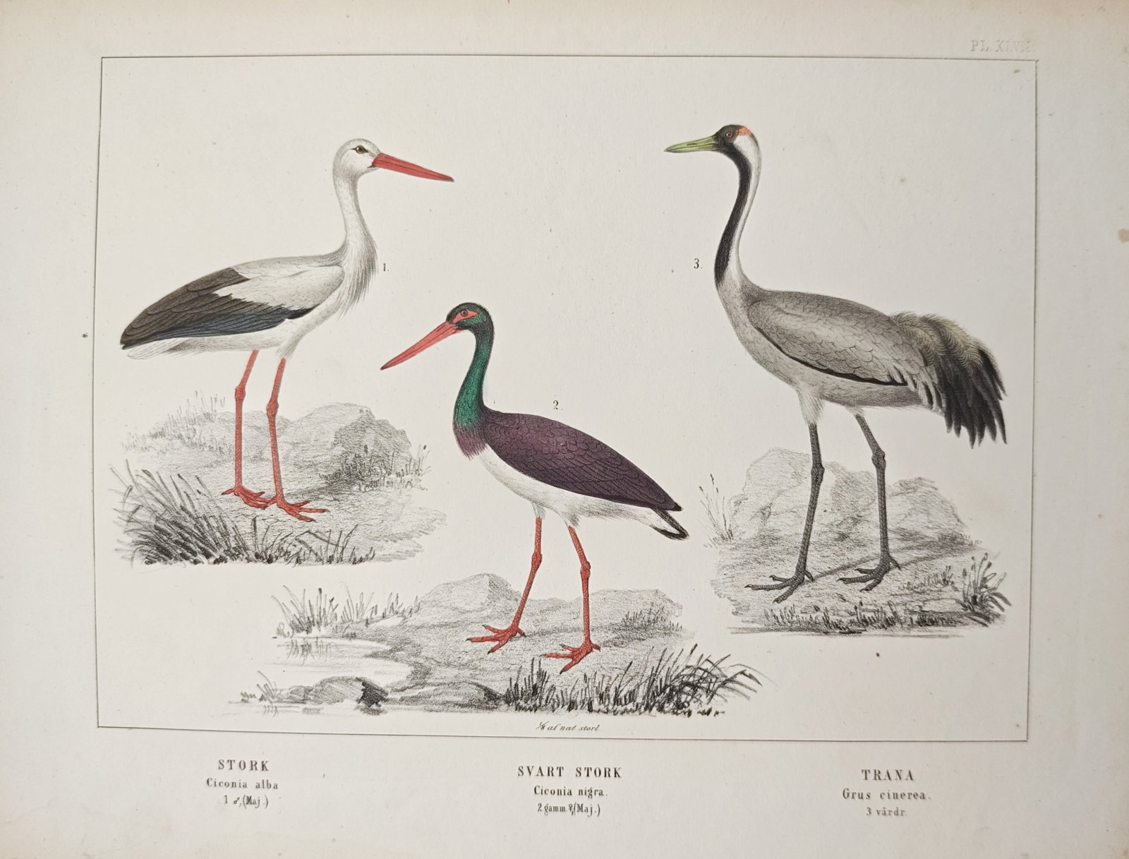 Peter Akerlund – White Stork, Black Stork, and Common Crane – Lithograph (19th Century) (1 of 1)