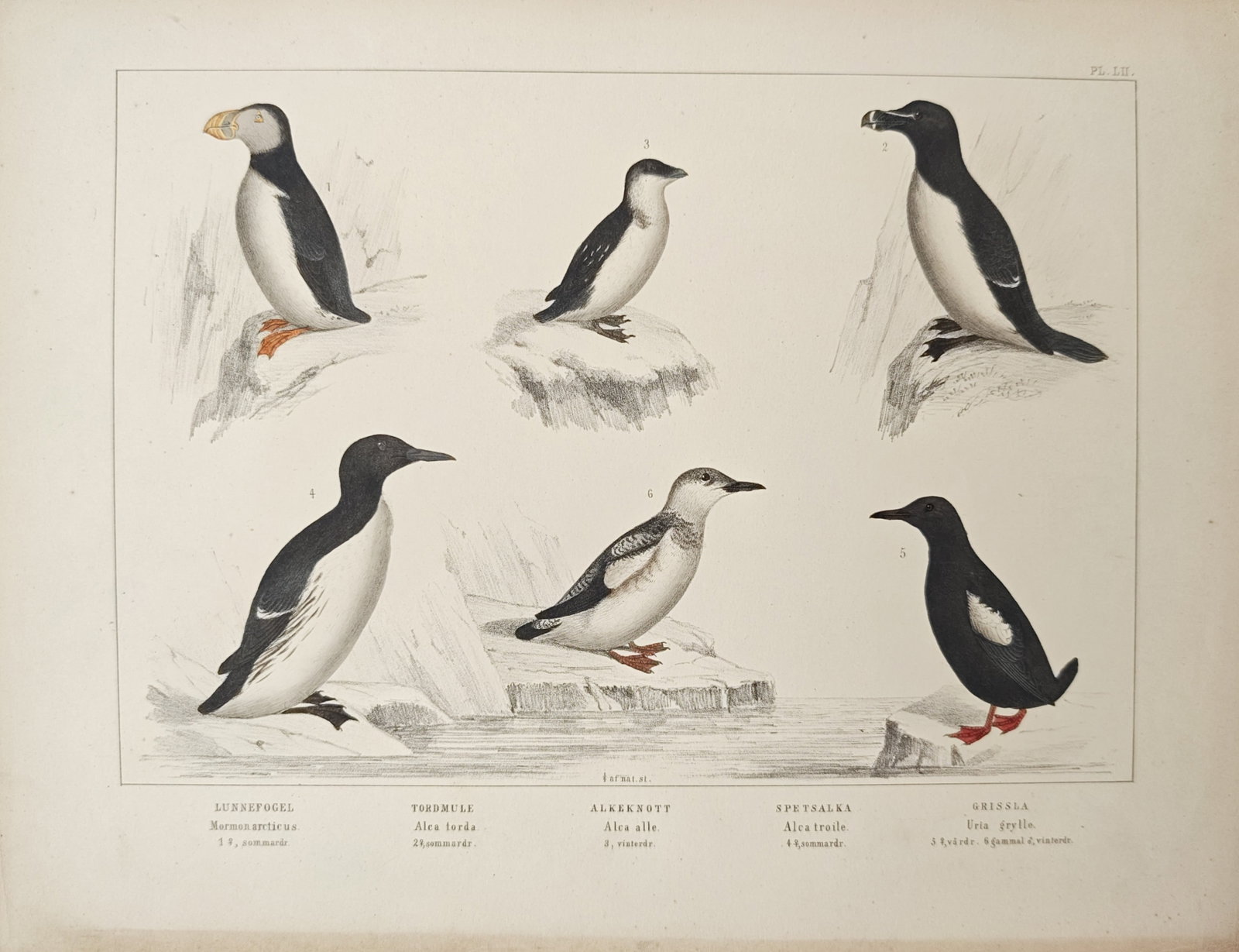 Peter Akerlund – Atlantic Puffin, Razorbill, Little Auk, Common Murre, and Black Guillemot (1 of 2)