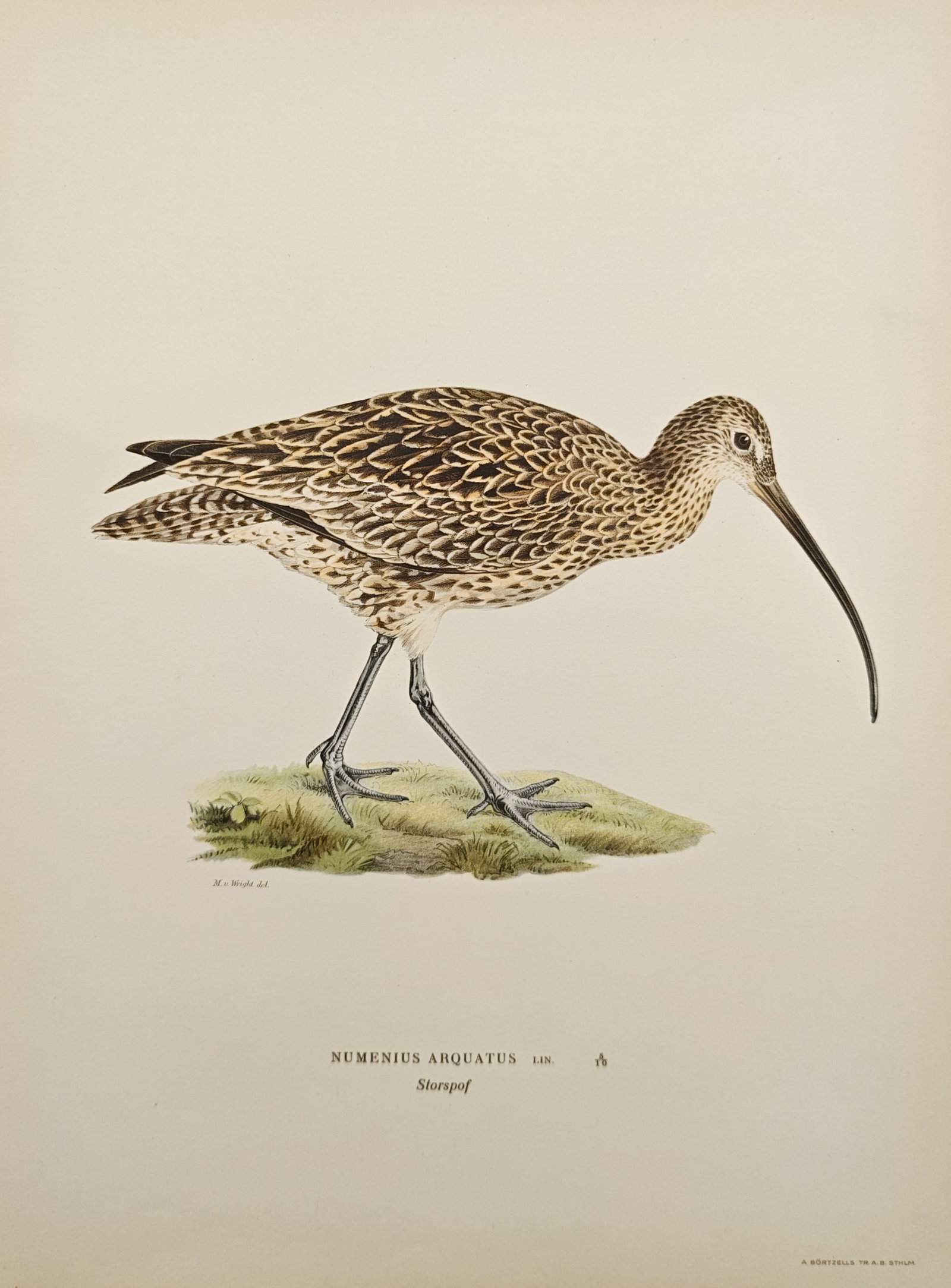 Magnus von Wright – Eurasian Curlew – Lithograph (1920s): "Eurasian Curlew" presents an ornithological study depicting the wading bird standing upon a patch of low mossy ground, showcasing its intricate brown-mottled plumage and iconic long, down-curved decu