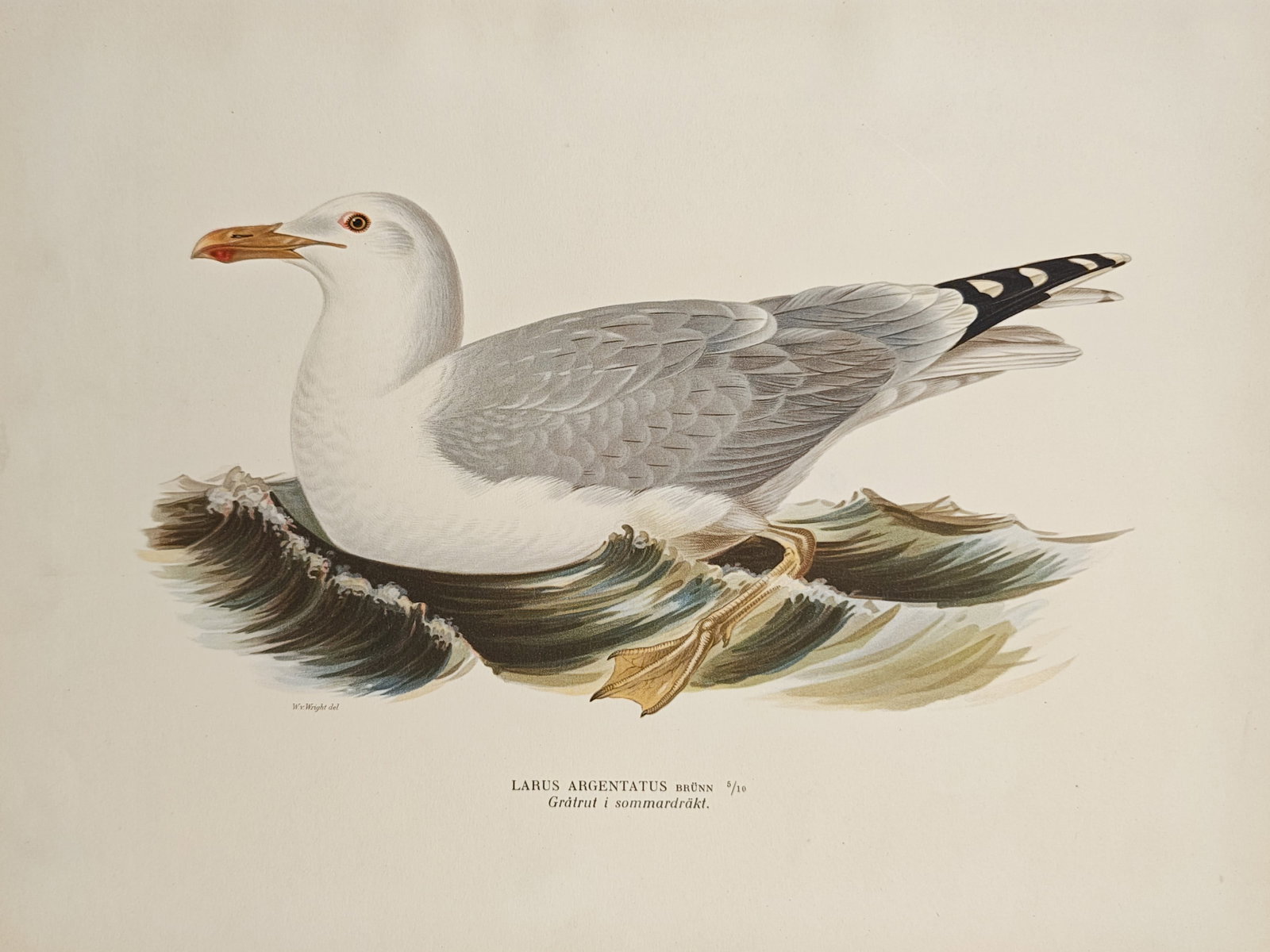 Magnus von Wright – European Herring Gull – Lithograph (1920s) (1 of 1)