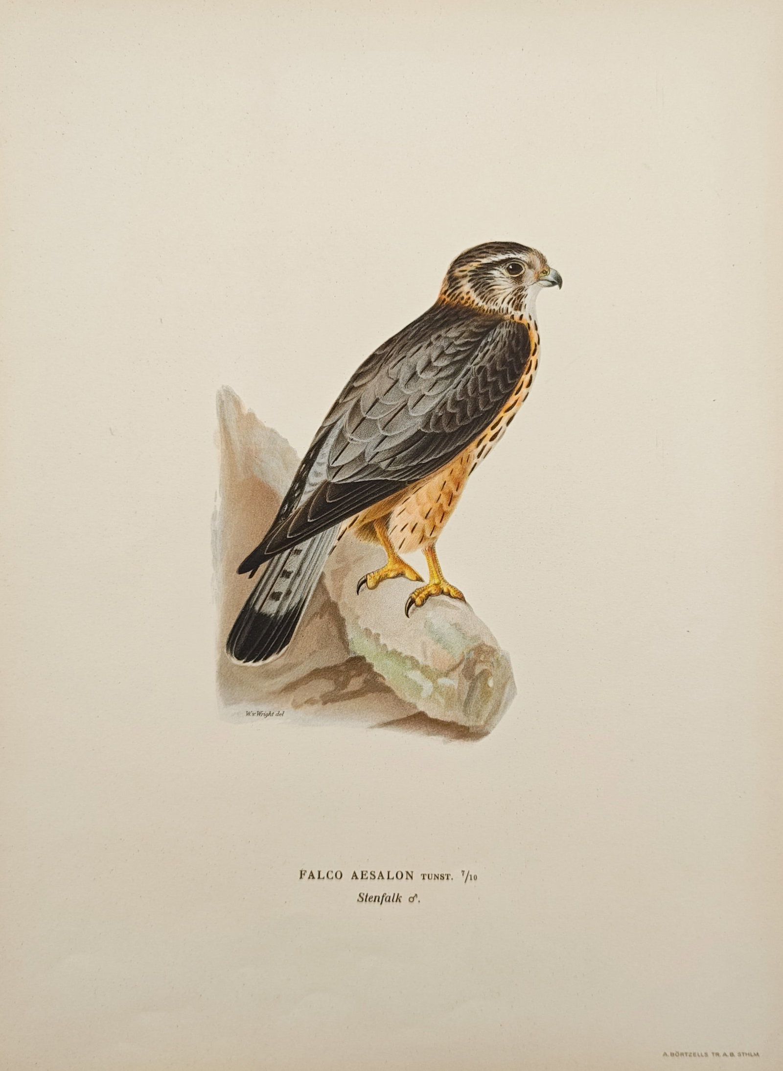 Wilhelm von Wright – Merlin – Lithograph (1920s) (1 of 1)