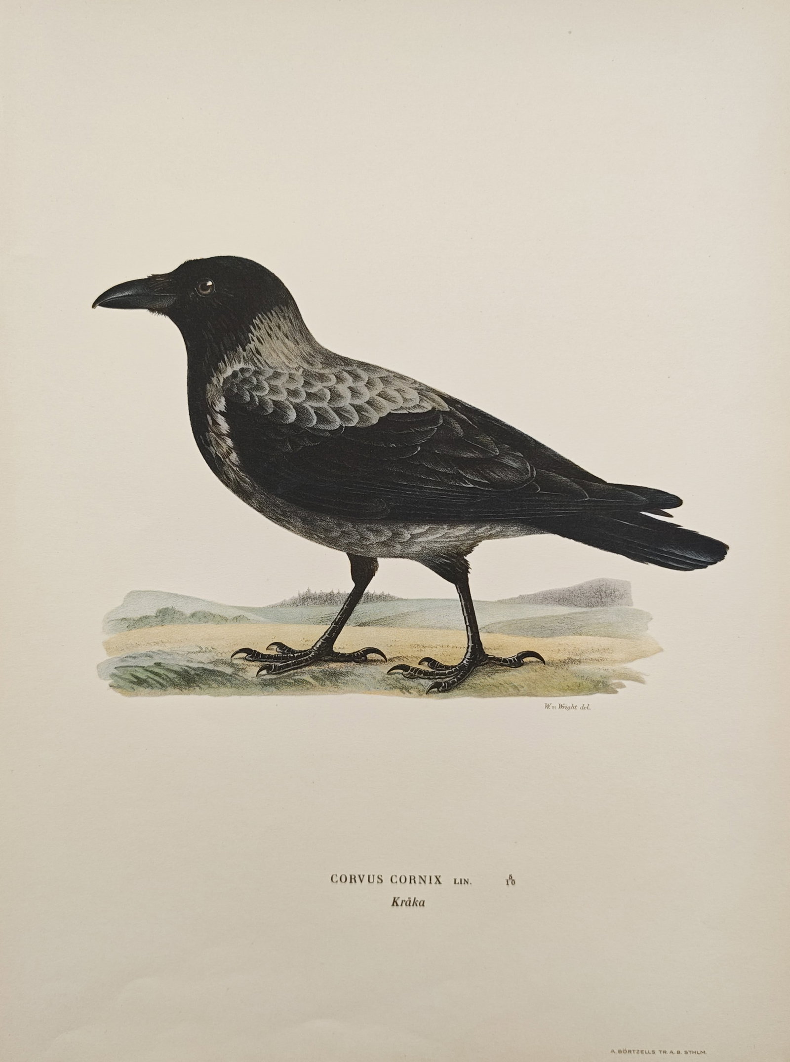 Magnus von Wright – Hooded Crow – Lithograph (1920s): "Hooded Crow" presents an ornithological study illustrating the corvid standing alert upon an open grassy landscape, highlighting its contrasting two-tone ash-grey and black plumage alongside its robu