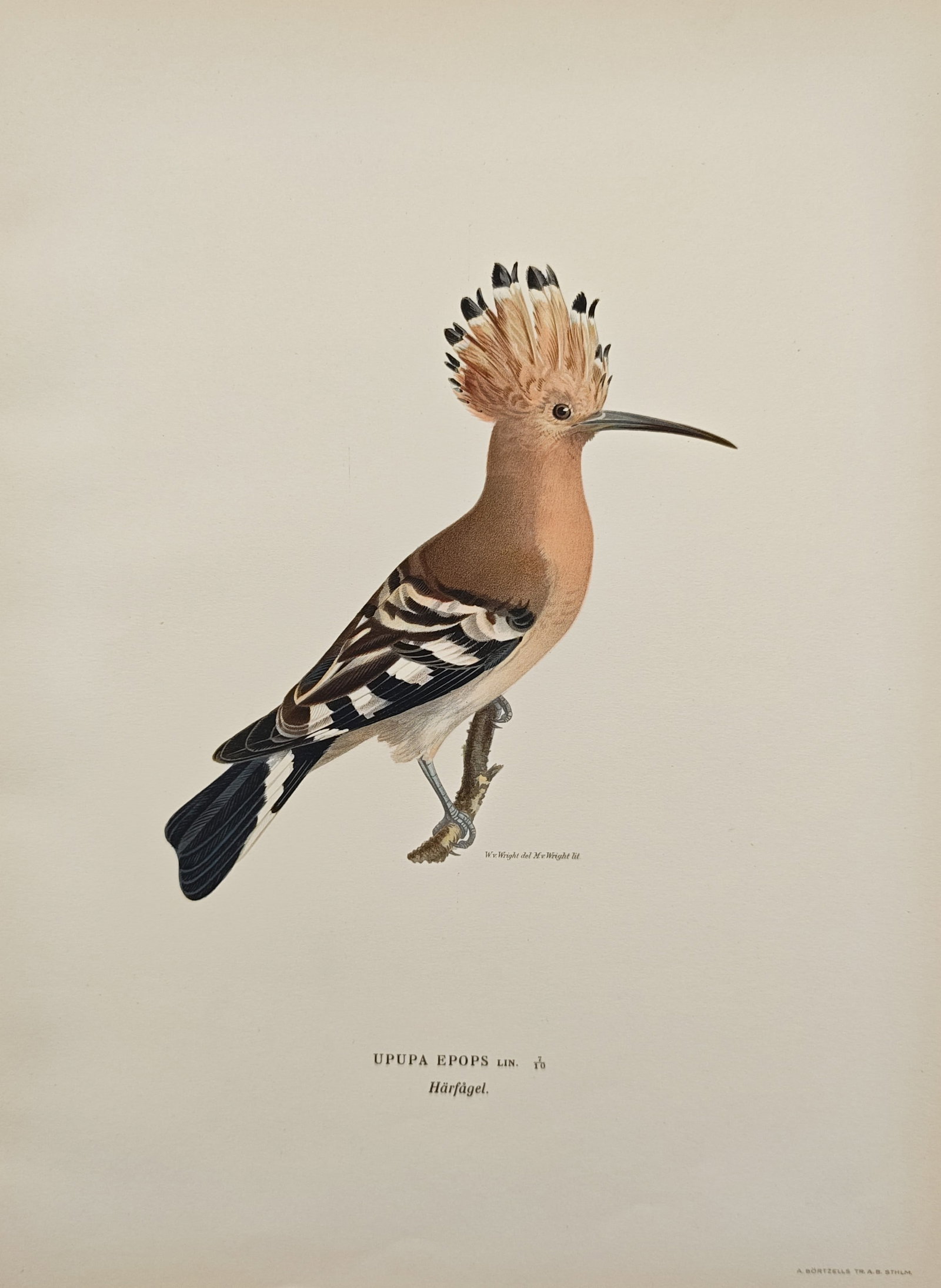 Magnus von Wright – Eurasian Hoopoe – Lithograph (1920s): "Eurasian Hoopoe" features an ornithological study of a hoopoe perched gracefully on a small wooden branch against a plain background. The composition highlights the distinct crest, patterned plumage,