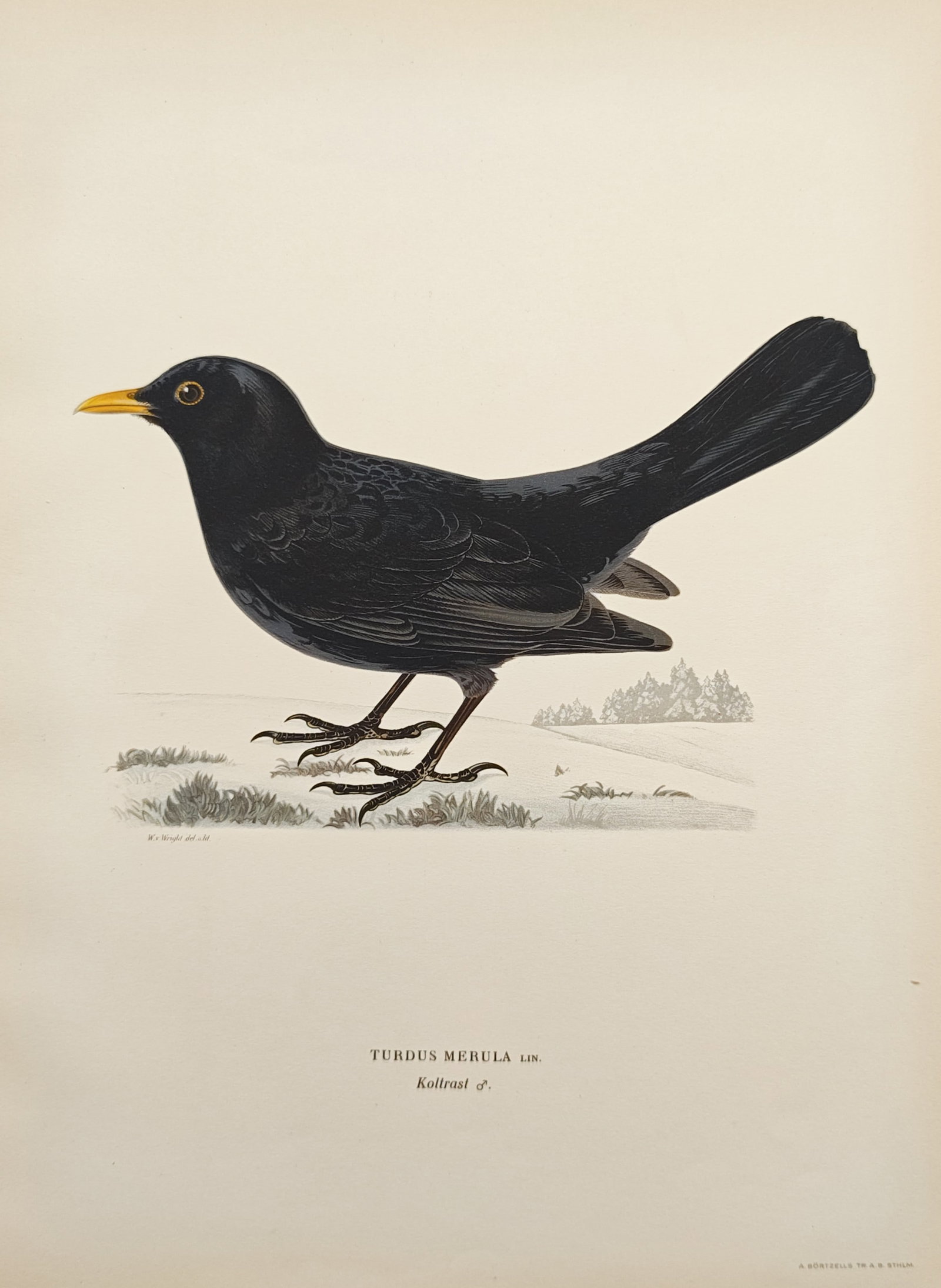 Ferdinand von Wright – Common Blackbird – Lithograph (1920s) (1 of 1)
