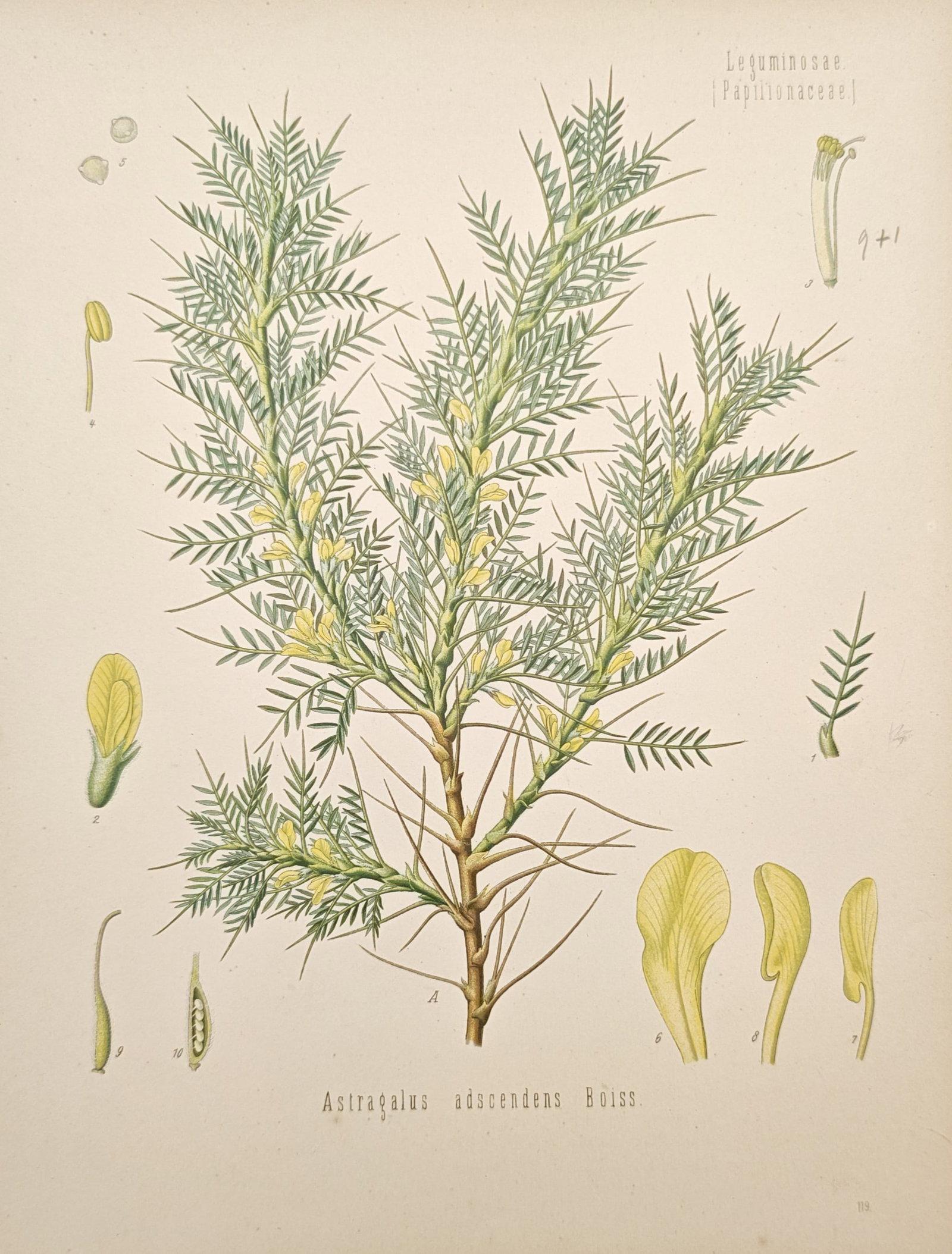 Franz Eugen Köhler – Persian Manna – Chromolithograph (19th Century): "Persian Manna" presents a detailed botanical study of the spiny shrub showing its slender leafy branches, small pale flowers, and scientific dissections of floral elements. The composition exemplifie