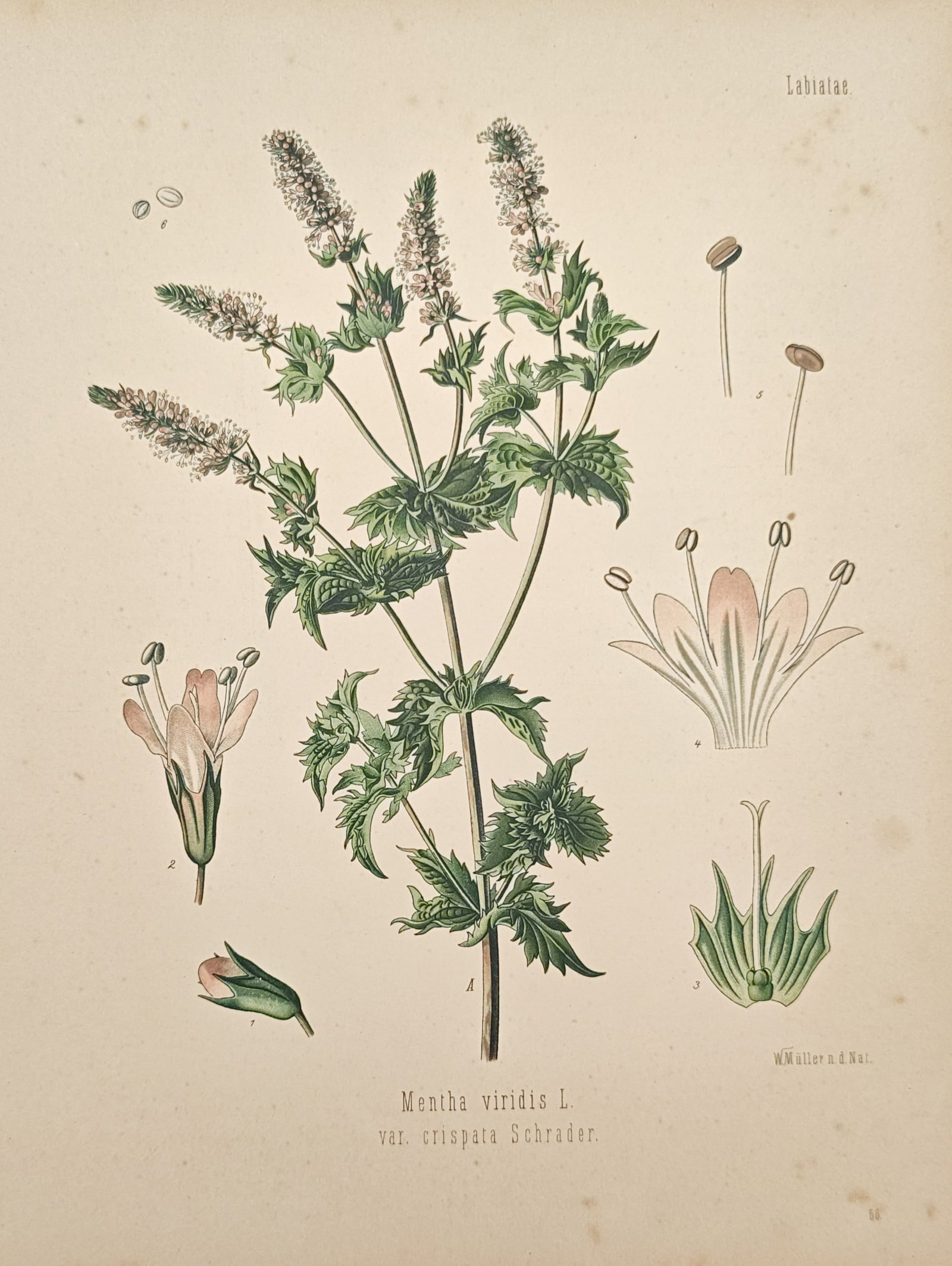 Franz Eugen Köhler – Curly Mint – Chromolithograph (19th Century): "Curly Mint" illustrates a flowering botanical stem alongside detailed dissections highlighting its delicate pale blossoms, calyx, and reproductive structures. The composition reflects the scientific 