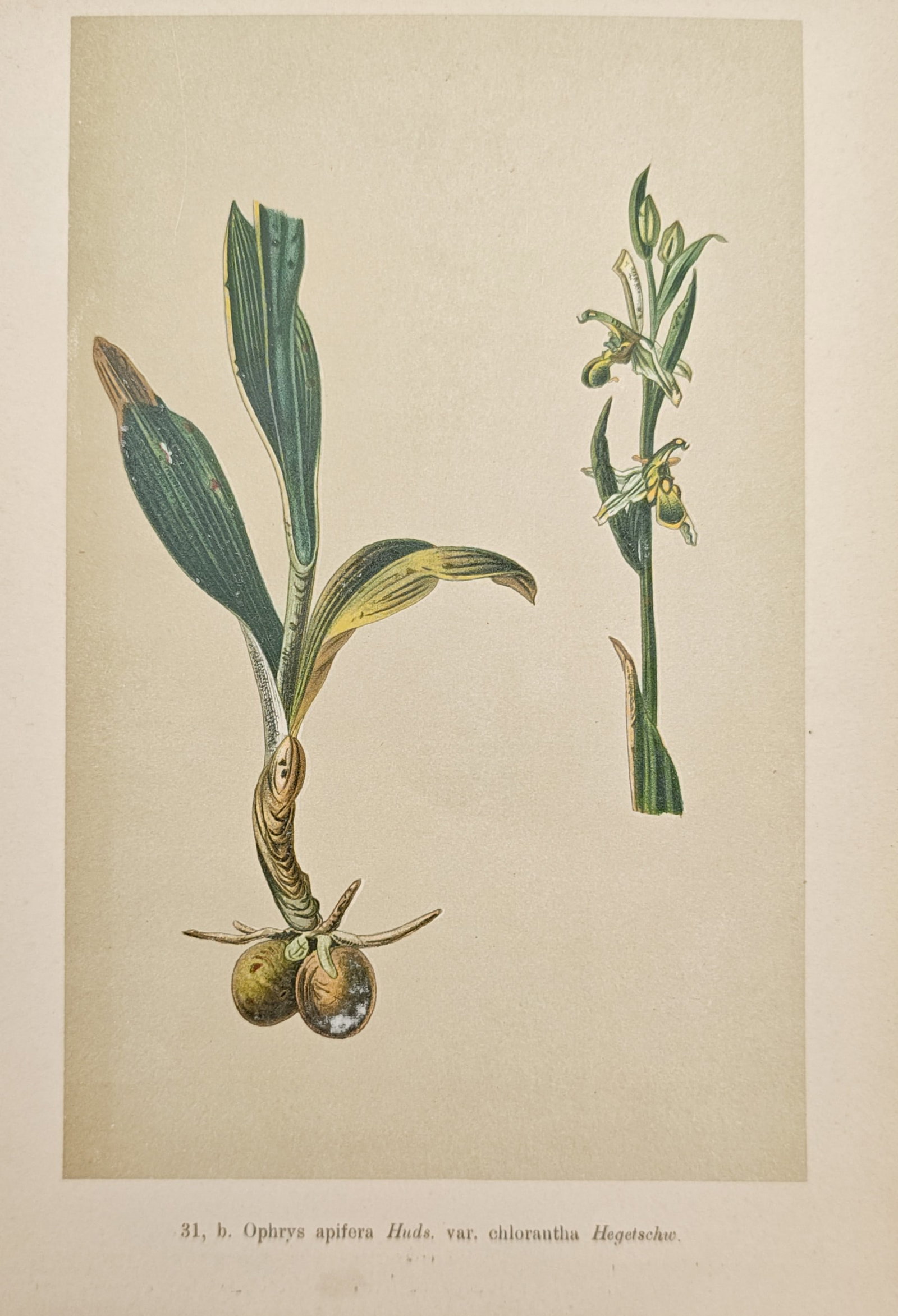 Max Schulze – Green-Flowered Bee Orchid – Chromolithograph (19th Century): "Green-Flowered Bee Orchid" illustrates a botanical study of an orchid specimen detailing its basal tuber, foliage, and flowering stalk. The print captures the distinctive morphology of the wild orchi