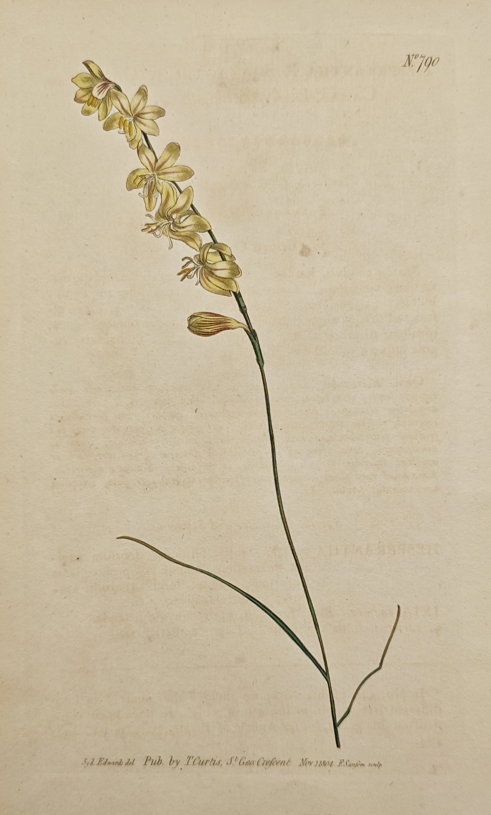 Sydenham Edwards – Sedge-Leaved Hesperantha – Hand-Colored Engraving (1806) (1 of 1)