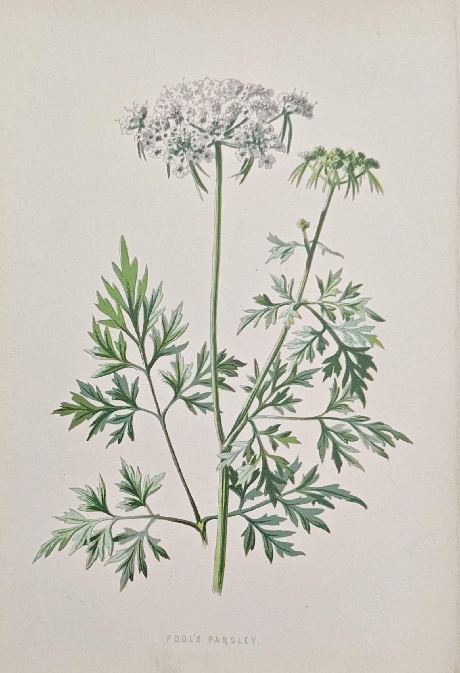 Frederick Edward Hulme – Fools Parsley – Chromolithograph (19th Century): "Fools Parsley" presents a detailed botanical study depicting the flowering umbel, slender stems, and finely divided green leaves of the wild plant against an open background. The composition illustra