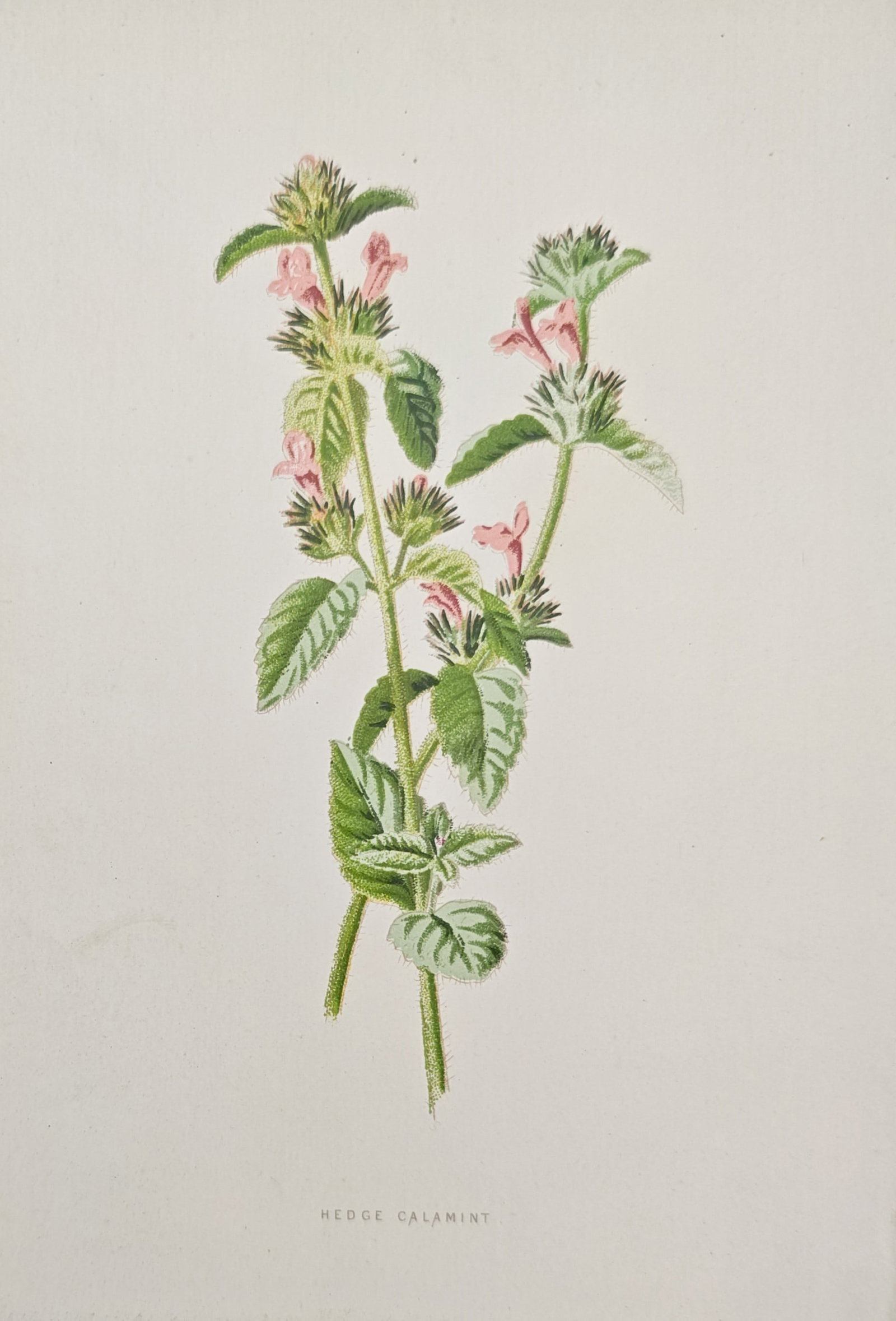 Frederick Edward Hulme – Hedge Calamint – Chromolithograph (19th Century) (1 of 2)