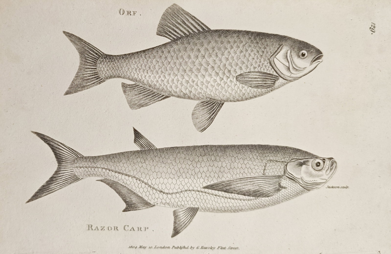 George Shaw – Orf and Razor Carp – Engraving (1804): "Orf and Razor Carp" presents an ichthyological study illustrating two freshwater fish species arranged in profile to showcase their anatomical scale patterns, fin structures, and distinctive body con