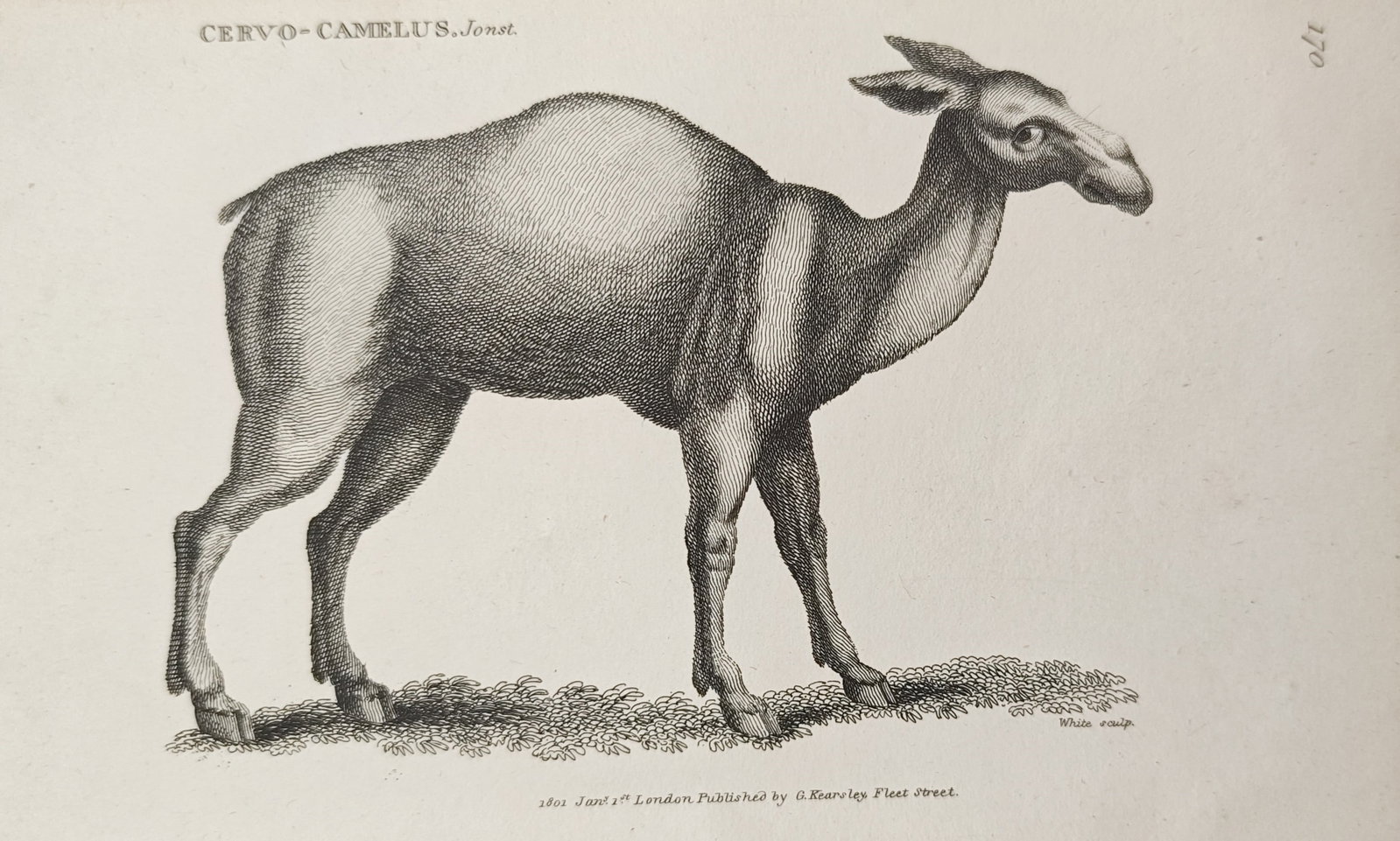 George Shaw – Cervo-Camelus – Engraving (1801): "Cervo-Camelus" presents a zoological study depicting the quadraped standing in full profile on a lightly textured ground. Published in London by George Kearsley, the plate exemplifies the detailed li