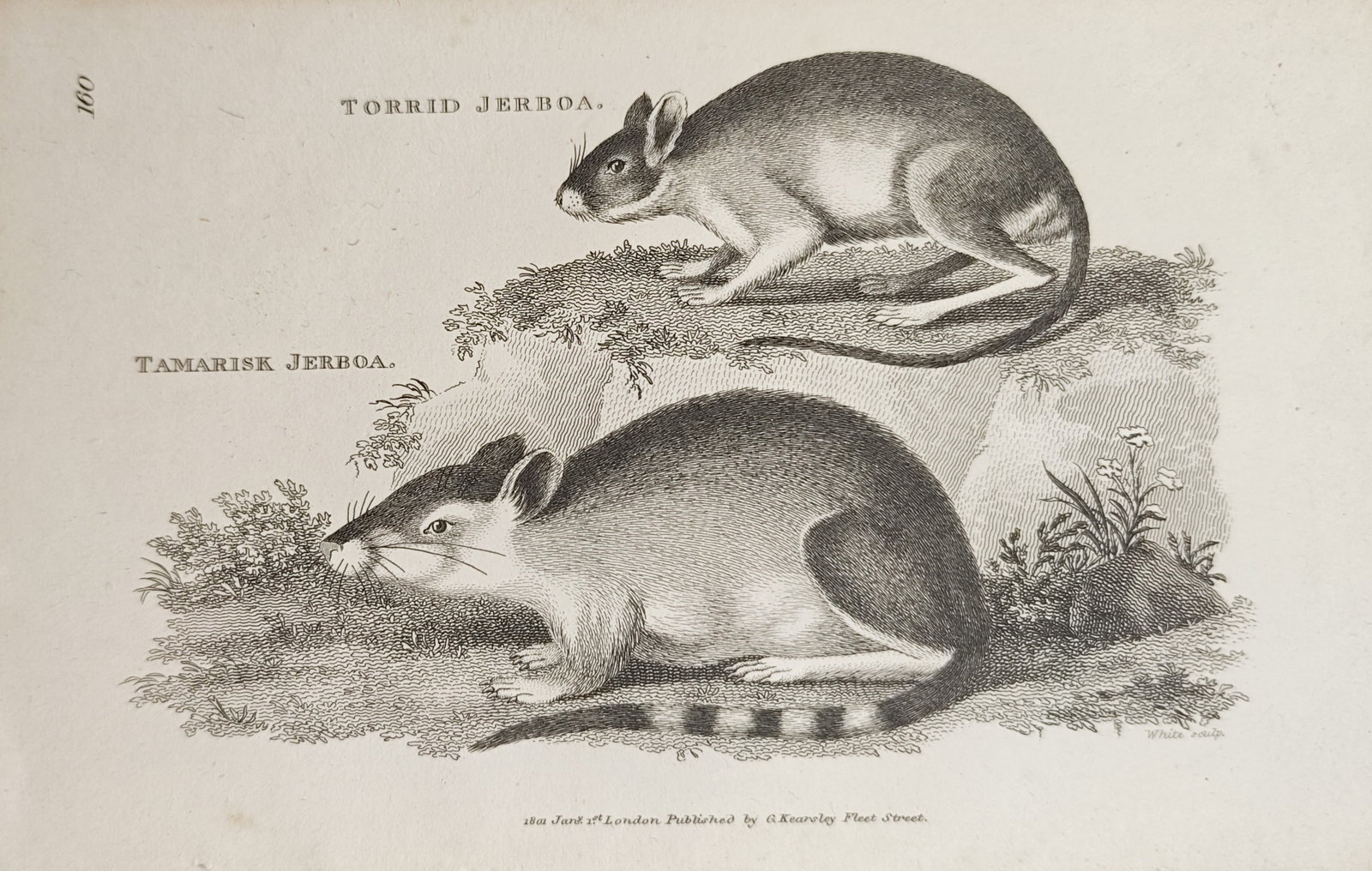 George Shaw – Torrid Jerboa and Tamarisk Jerboa – Engraving (1801) (1 of 1)