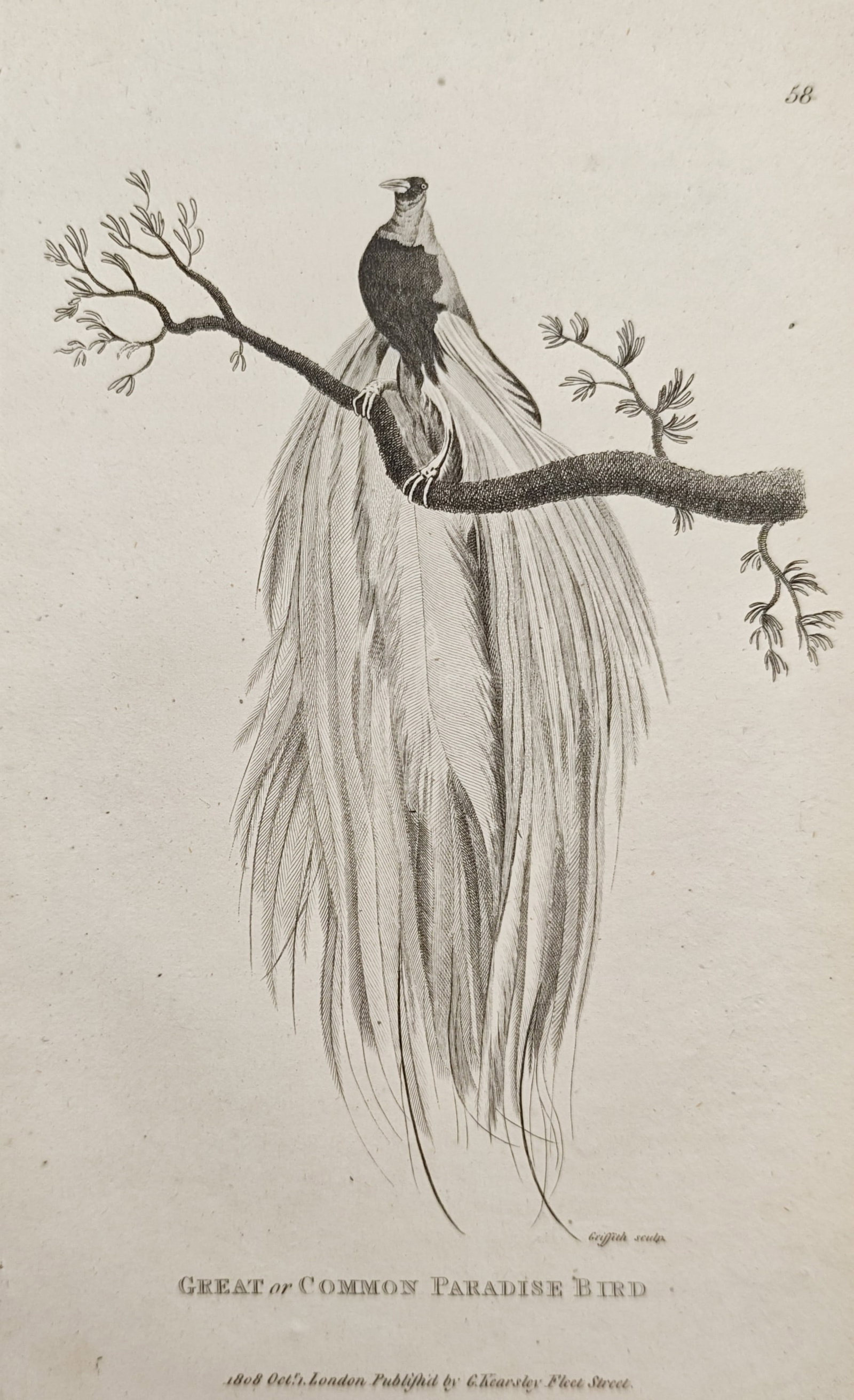 George Shaw – Great or Common Paradise Bird – Engraving (1808): "Great or Common Paradise Bird" presents an ornithological study depicting the bird perched along an arched branch displaying its voluminous, cascading flank plumes. Published in London by George Kear