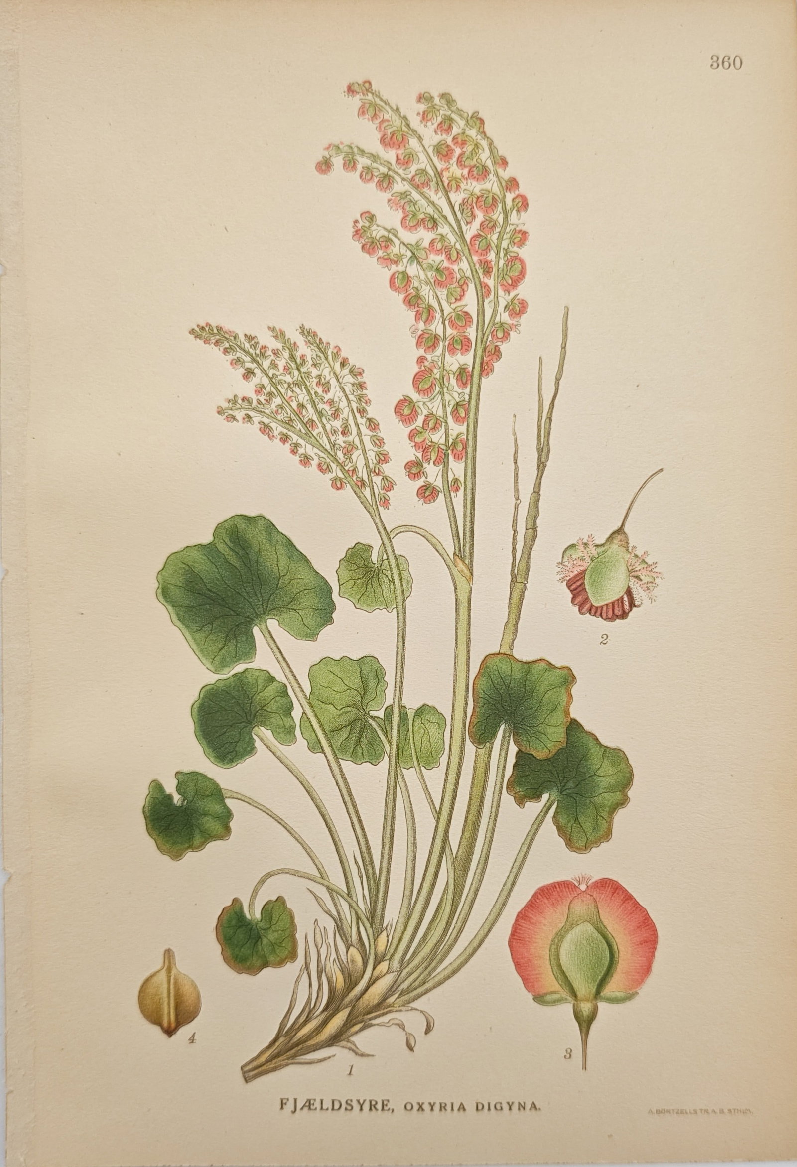Carl Lindman – Mountain Sorrel – Chromolithograph (Early 20th Century) (1 of 2)