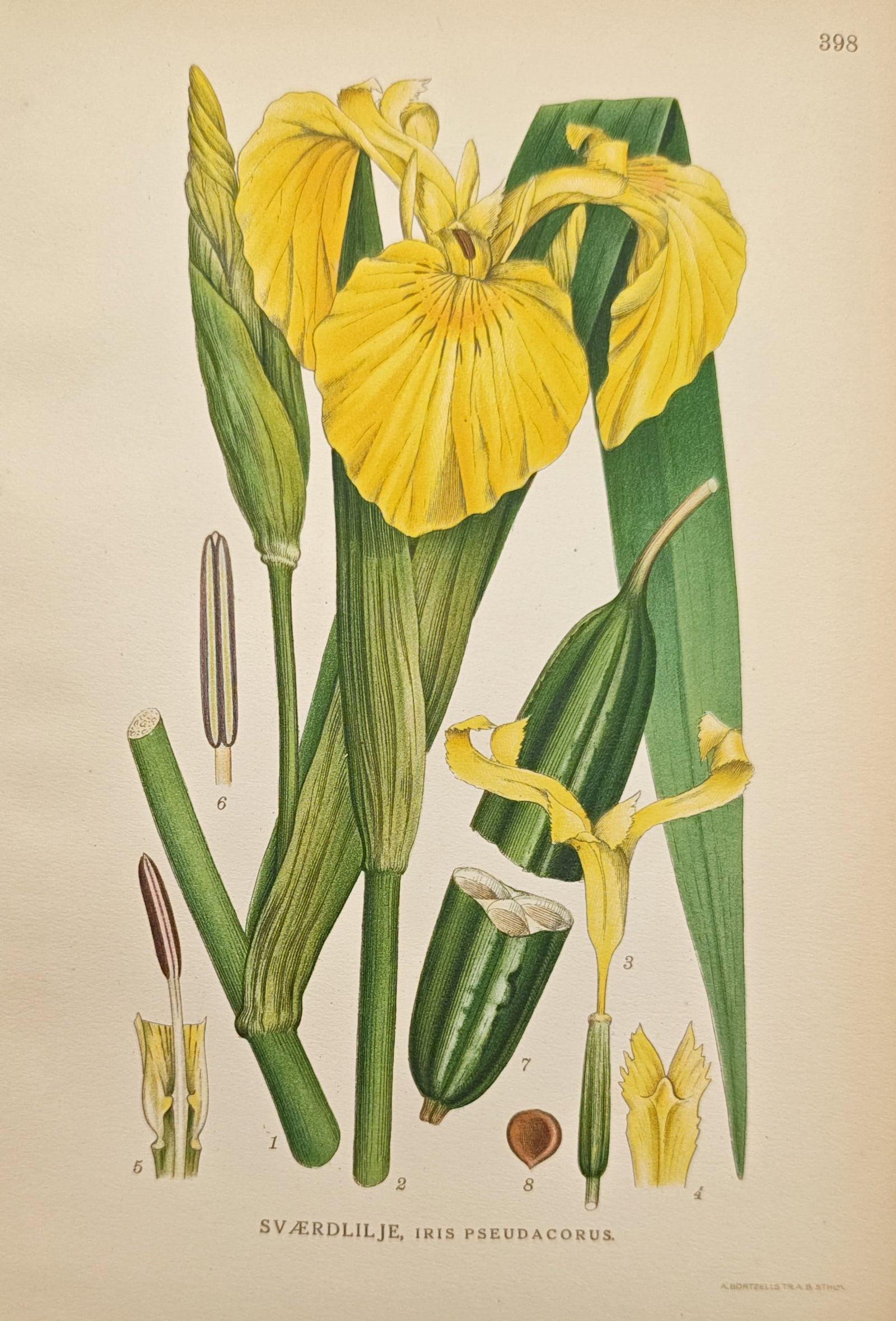 Carl Lindman – Yellow Flag Iris – Chromolithograph (Early 20th Century): "Yellow Flag Iris" presents a vibrant botanical study illustrating the showy yellow blossoms, ribbed stems, sword-like green leaves, and seed capsule of the wetland plant. The composition features pre