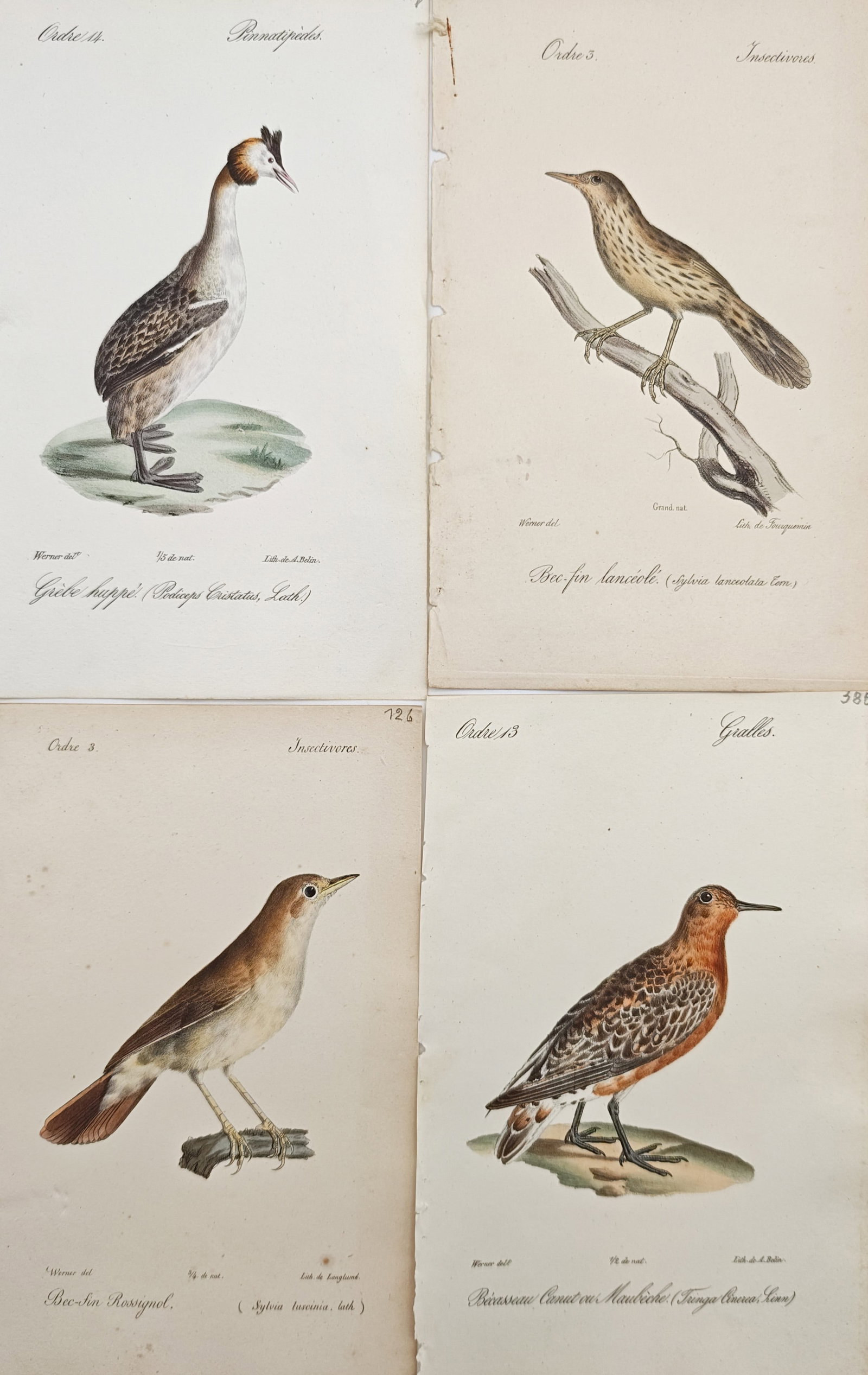 Jean Charles Werner – Set of 4: Great Crested Grebe, Lanceolated Warbler – Lithographs: "Atlas of European Birds" presents a suite of ornithological studies depicting various European bird species perched in natural postures and standing along water banks. The compositions illustrate det