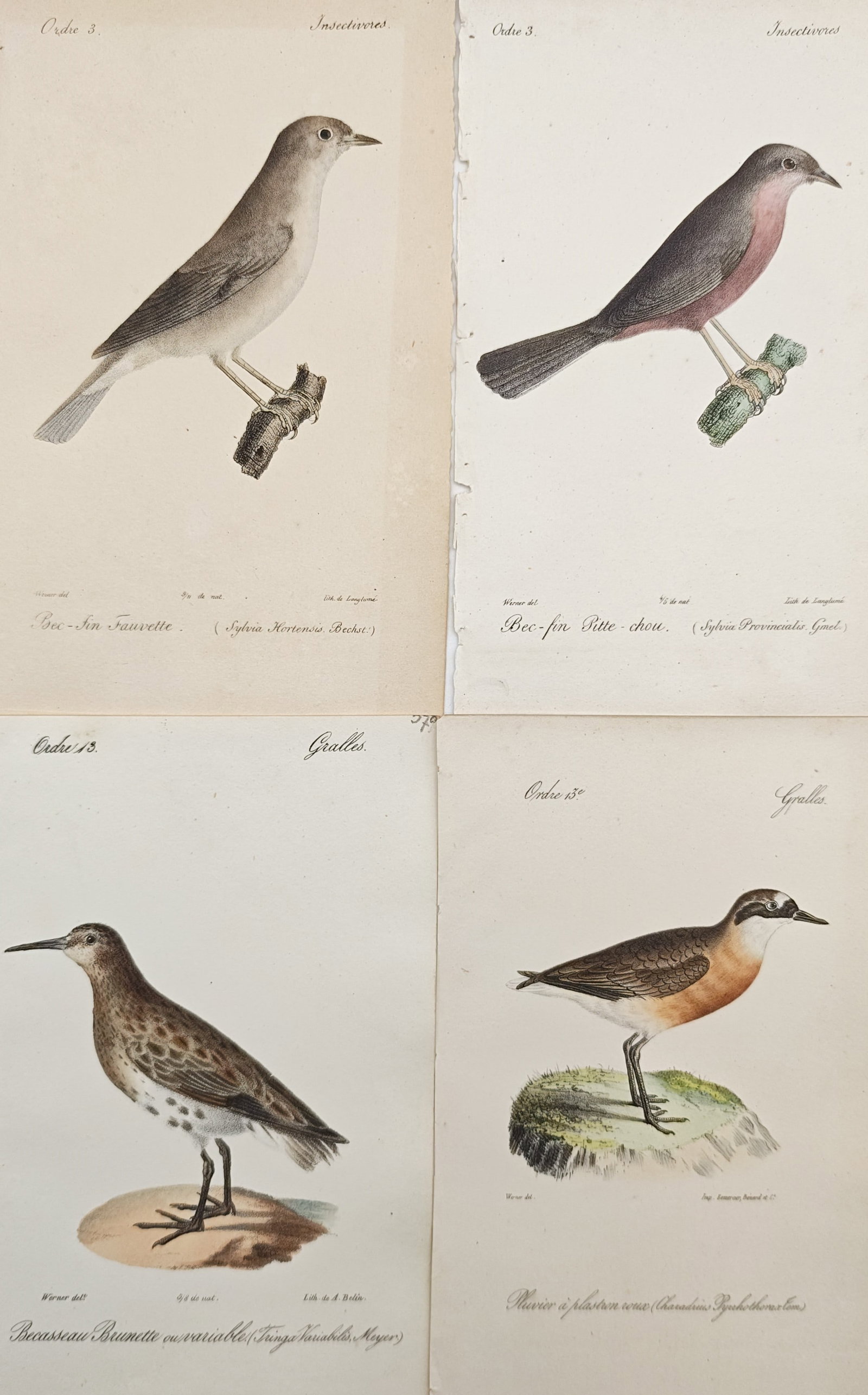 Jean Charles Werner – Set of 4: Garden Warbler, Dartford Warbler, Dunlin – Lithographs: "Atlas of European Birds" presents a suite of ornithological studies depicting songbirds and shorebirds perched on branches and standing upon natural ground. The compositions illustrate distinctive an