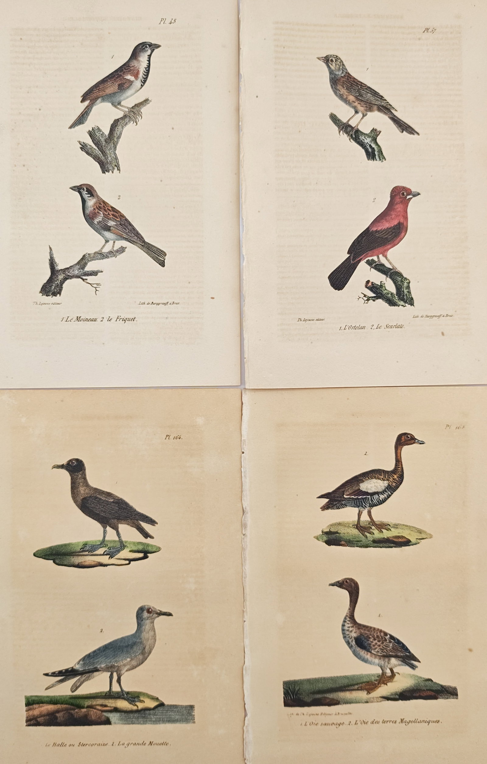 Theodore Lejeune – Set of 4: Sparrows, Tanagers, Skuas, Gulls, and Geese – Lithographs (1 of 2)