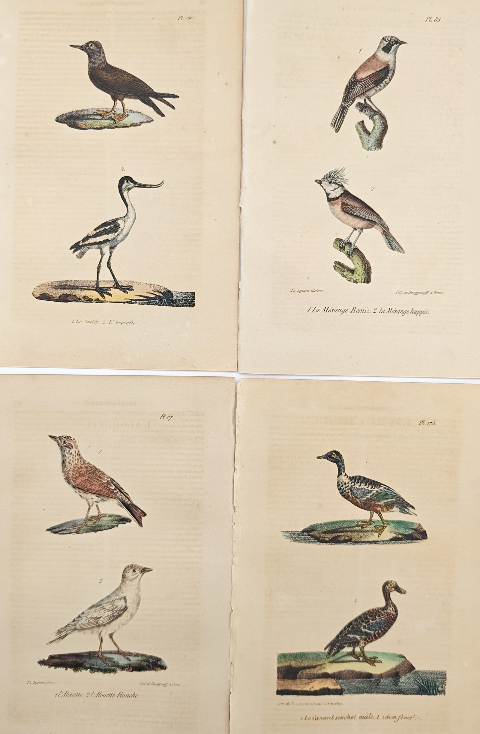 Theodore Lejeune – Set of 4: Avocets, Tits, Larks, and Shoveler Ducks – Lithographs (19th: "General History of Birds" presents a suite of hand-colored ornithological studies displaying diverse wading shorebirds, songbirds, and waterfowl in profile. The compositions illustrate distinctive an