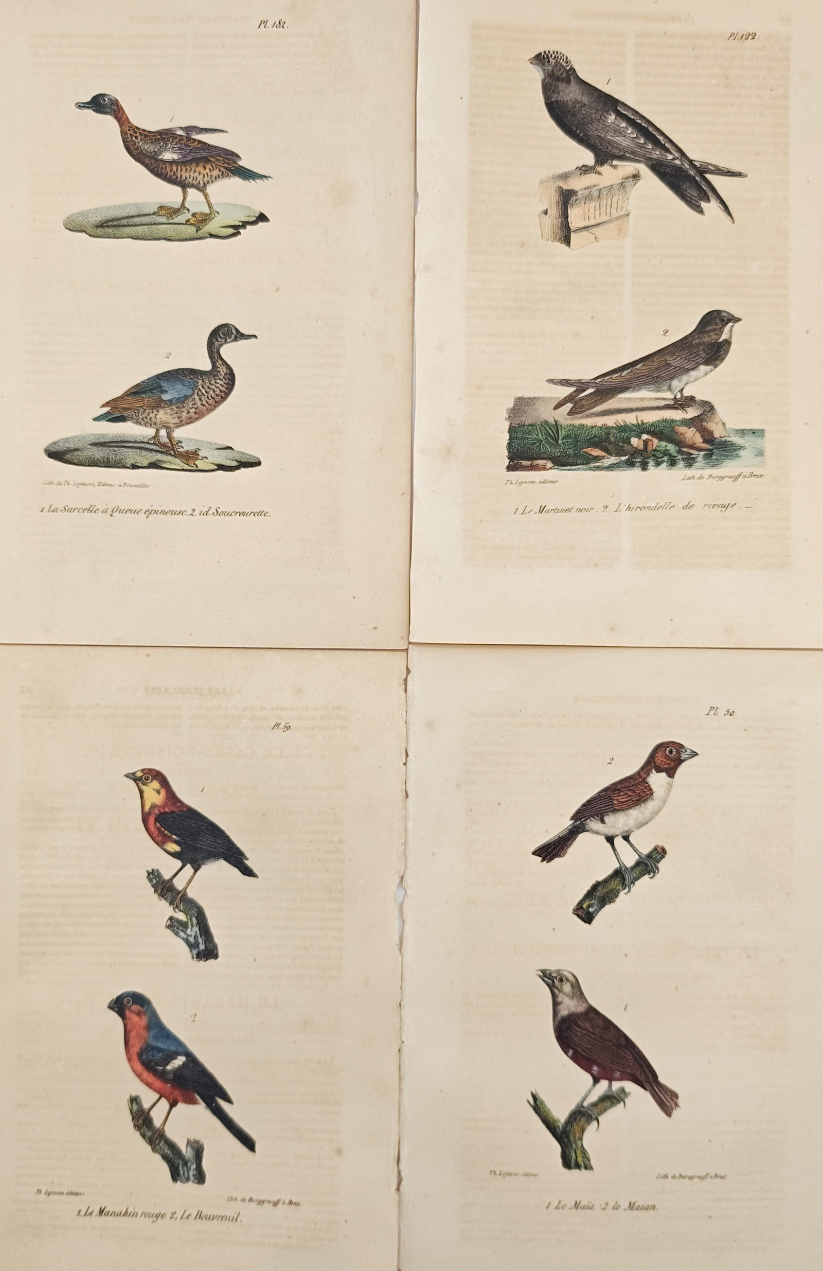 Theodore Lejeune – Set of 4: Teals, Swifts, Swallows, Manakins, and Cowbirds – Lithographs (1 of 2)