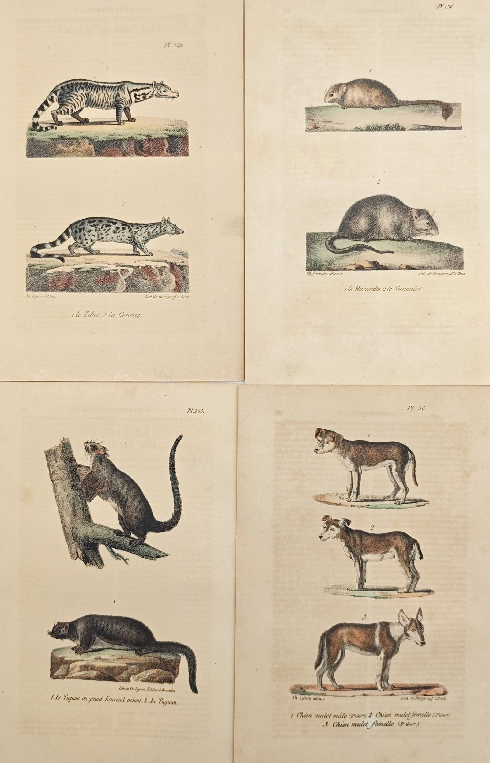 Theodore Lejeune – Set of 4: Civets, Genets, Dormice, Flying Squirrels, and Canines –: "General History of Mammals" presents a suite of hand-colored zoological prints depicting varied carnivorous quadrupeds, rodents, arboreal mammals, and canines in profile view. The compositions illust