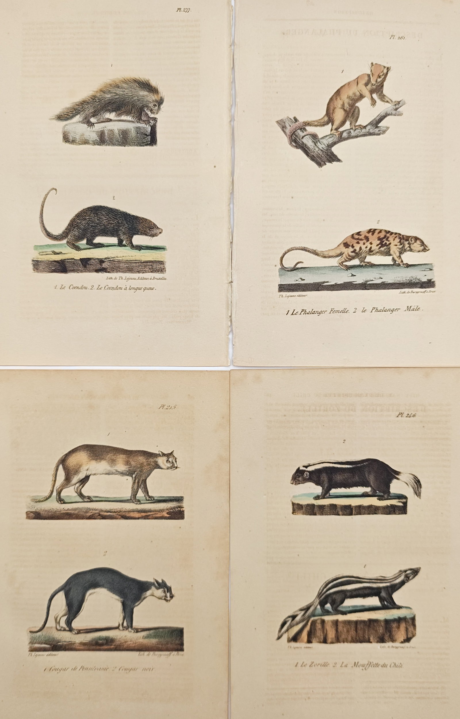 Theodore Lejeune – Set of 4: Porcupines, Possums, Pumas, and Skunks – Lithographs: "General History of Mammals" presents a suite of hand-colored zoological prints illustrating varied quadrupeds in naturalistic side profiles. The compositions portray the distinctive physical forms, f