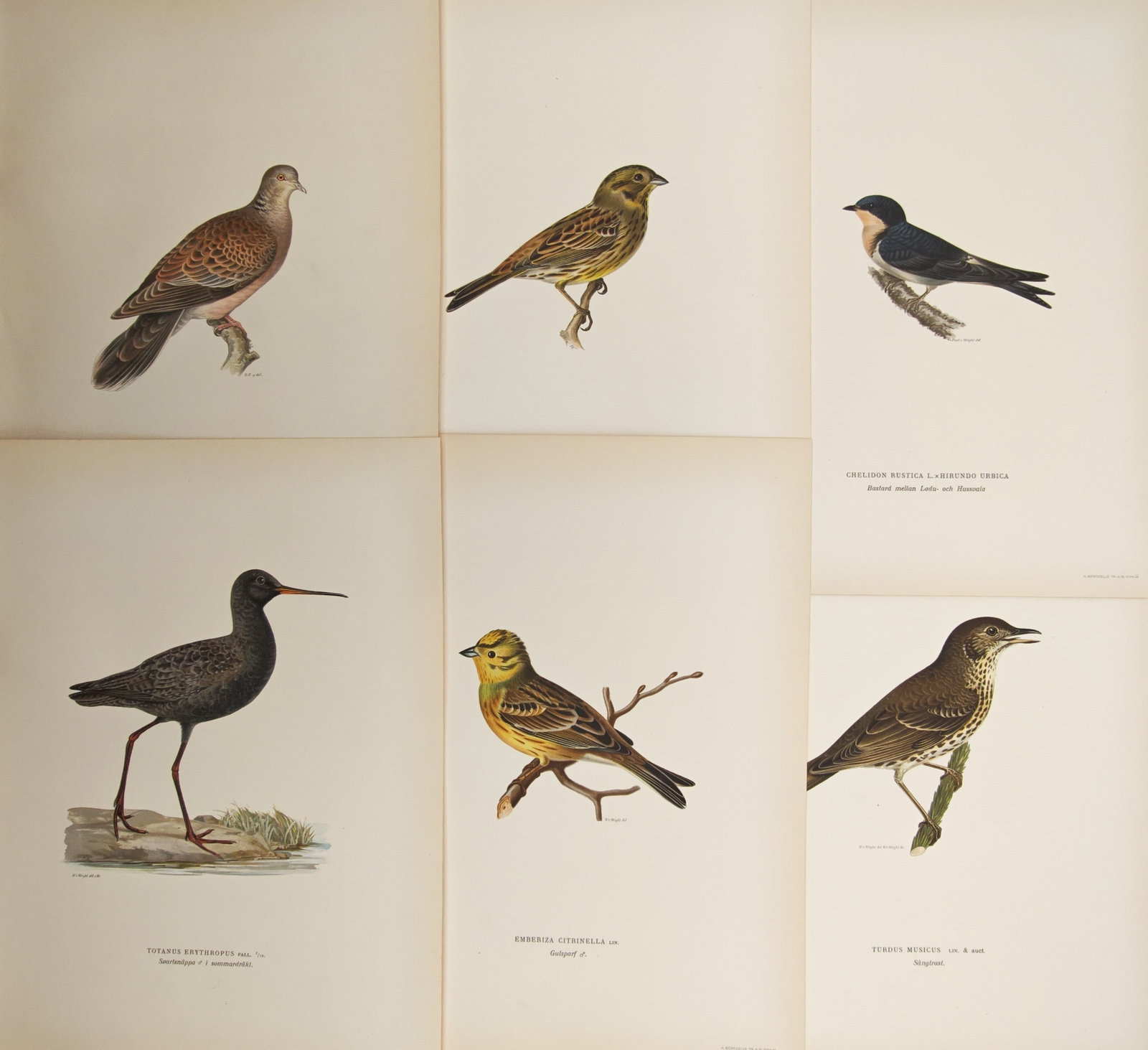 Magnus von Wright – Set of 6: Water Rails, Turtle Doves, Buntings, Thrushes – Lithographs: "Swedish Birds" presents a suite of finely rendered ornithological studies illustrating diverse Nordic wading birds, doves, and passerines positioned in lifelike standing and perching postures. The co