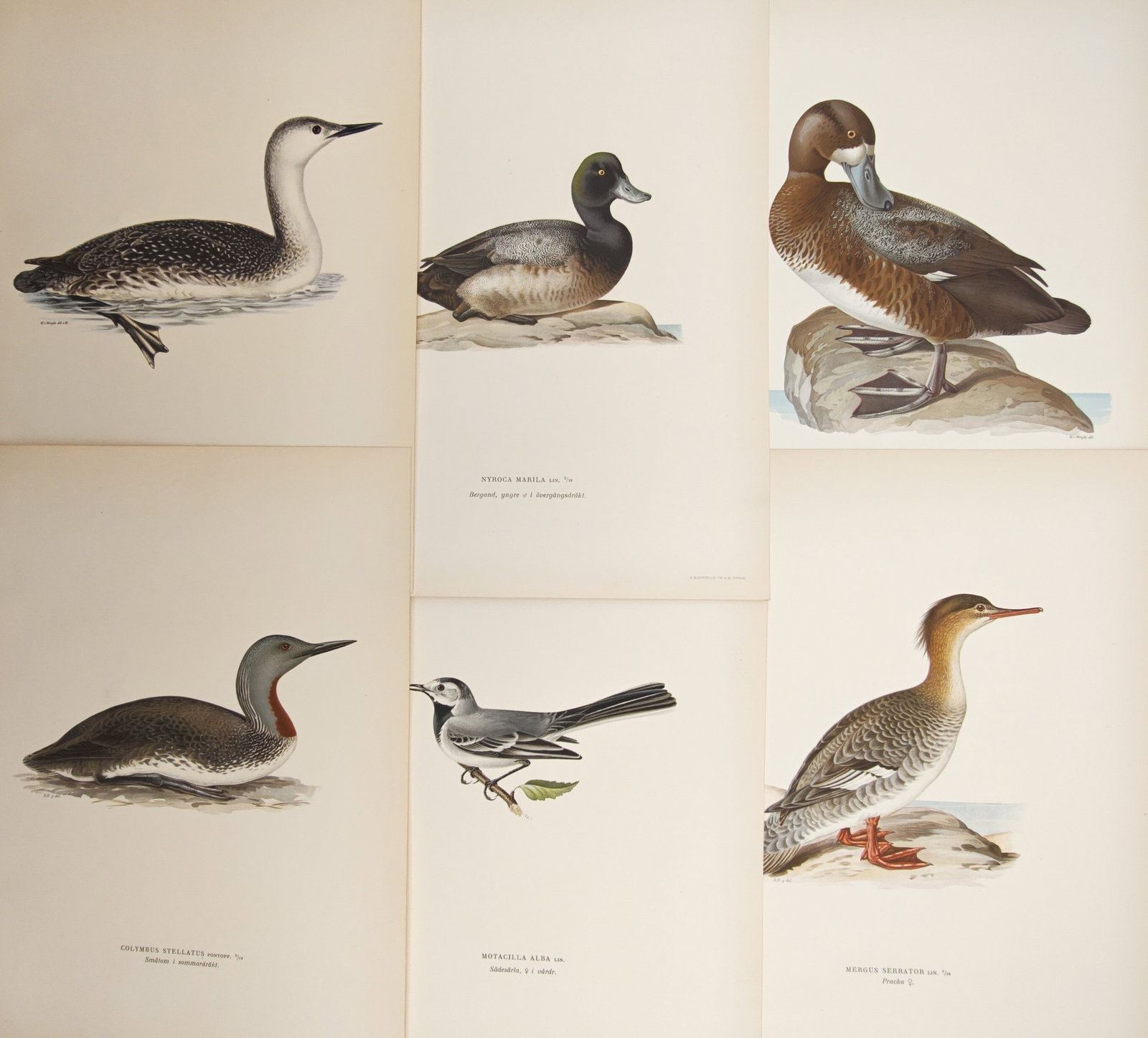 Magnus von Wright – Set of 6: Loons, Diving Ducks, Wagtails, and Mergansers – Lithographs: "Swedish Birds" presents a suite of finely detailed ornithological studies illustrating Nordic divers, diving ducks, shoreland passerines, and mergansers. The plates showcase intricate plumage pattern