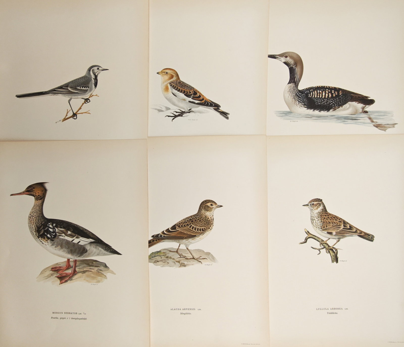 Magnus von Wright – Set of 6: Wagtails, Snow Buntings, Divers, Mergansers – Lithographs (1920s) (1 of 2)