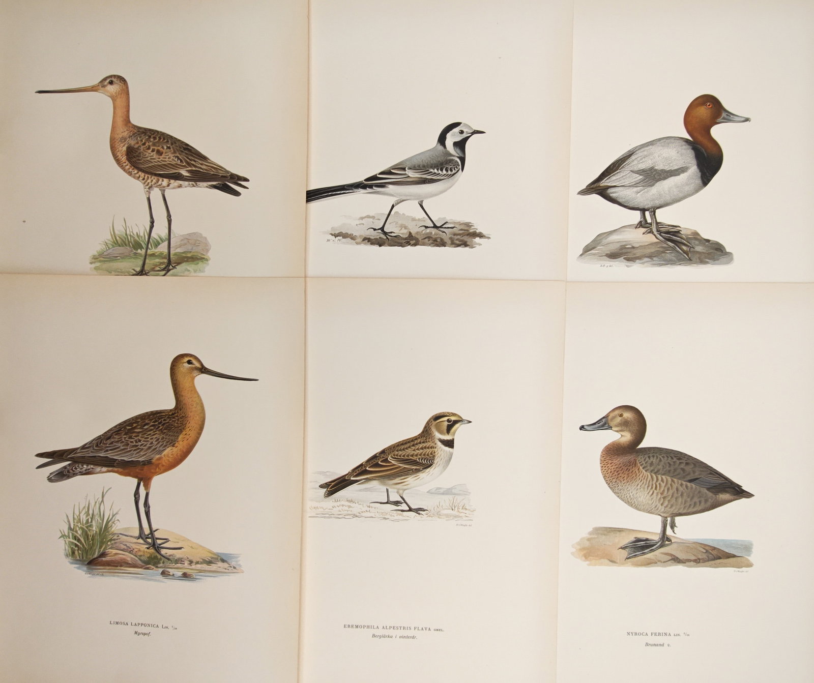 Magnus von Wright – Set of 6: Godwits, Wagtails, Pochards, and Horned Larks – Lithographs: "Swedish Birds" presents a suite of finely rendered ornithological studies depicting northern wading shorebirds, waterfowl, and ground passerines in naturalistic standing postures. The compositions ca