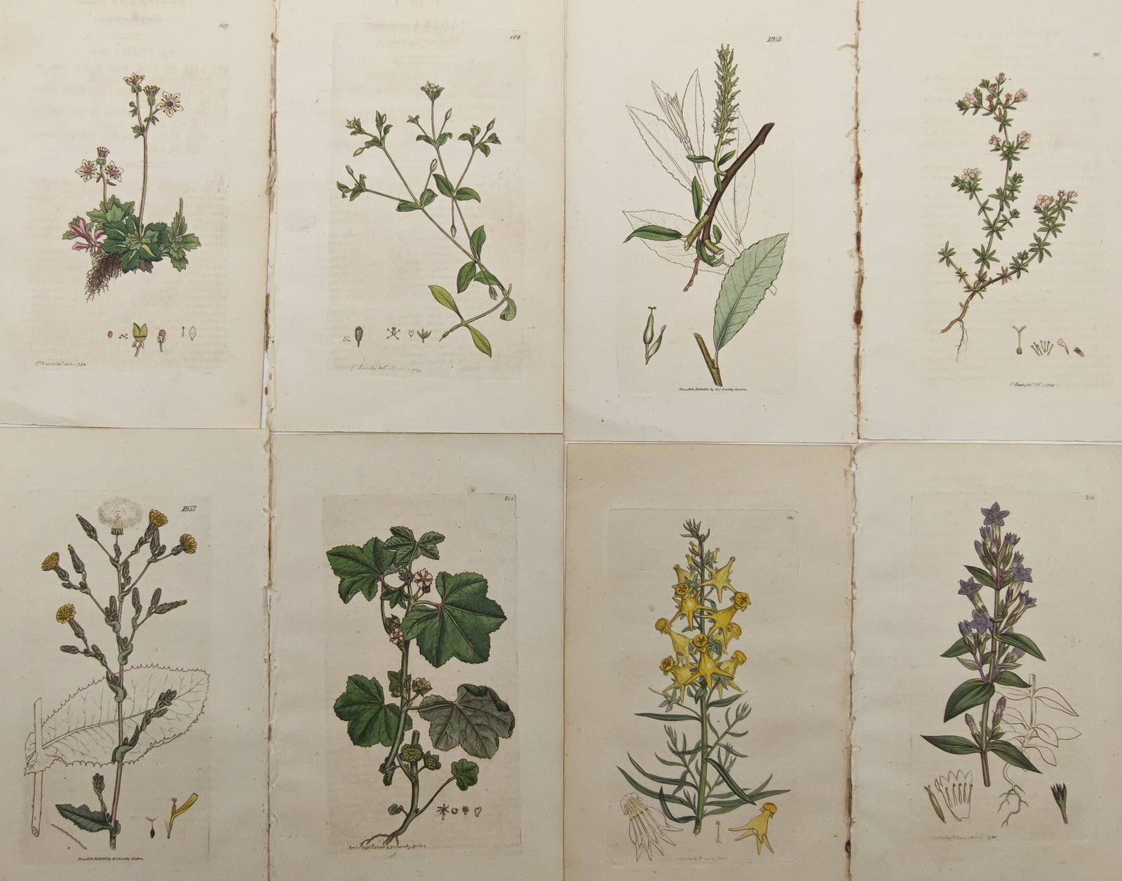 James Sowerby – Set of 8: British Wildflowers and Botanical Dissections – Engravings (19th: "English Botany" presents a suite of hand-colored botanical engravings illustrating flowering plants, foliage, and magnified structural dissections. The compositions detail stems, leaf venation, bloss