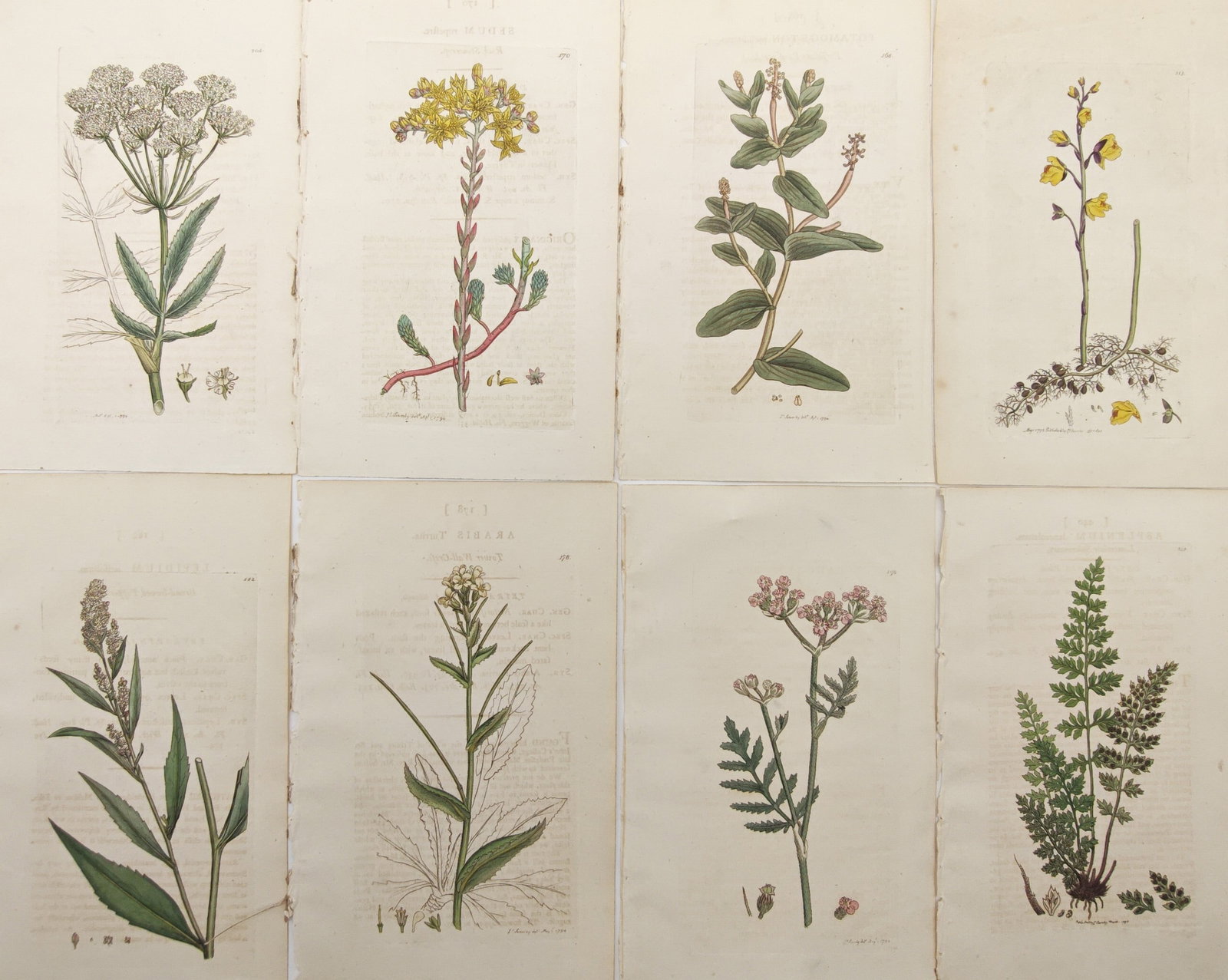 James Sowerby – Set of 8: British Wildflowers, Ferns – Engravings (19th Century): "English Botany" presents a suite of hand-colored botanical engravings illustrating flowering field plants, ferns, foliage, and magnified structural dissections. The compositions detail root structure
