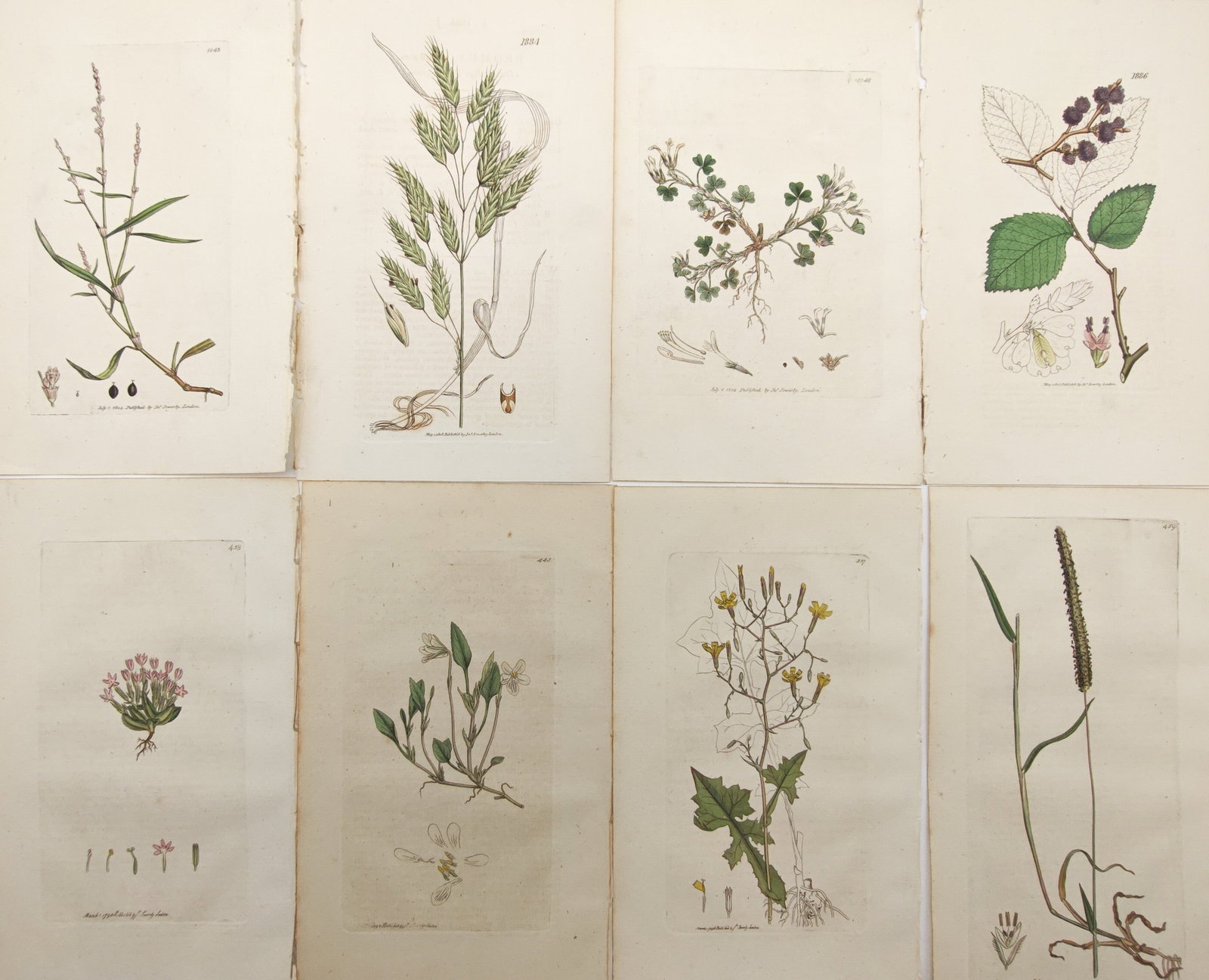 James Sowerby – Set of 8: British Grasses, Wildflowers, Brambles – Engravings (19th Century): "English Botany" presents a suite of hand-colored botanical engravings illustrating native grasses, flowering herbs, bramble foliage, and magnified structural dissections. The compositions detail root