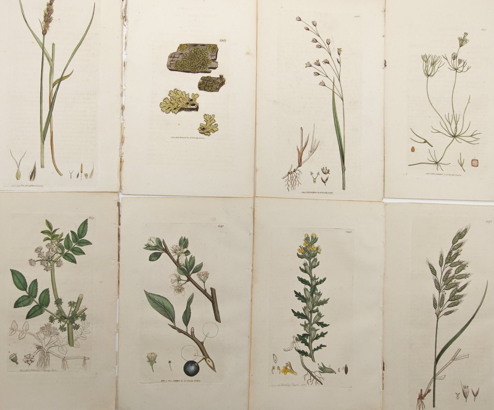 James Sowerby – Set of 8: British Grasses, Lichens, Wildflowers – Engravings (19th Century): "English Botany" presents a suite of hand-colored botanical engravings illustrating native meadow grasses, lichens, flowering shrubs, and magnified structural dissections. The compositions detail root