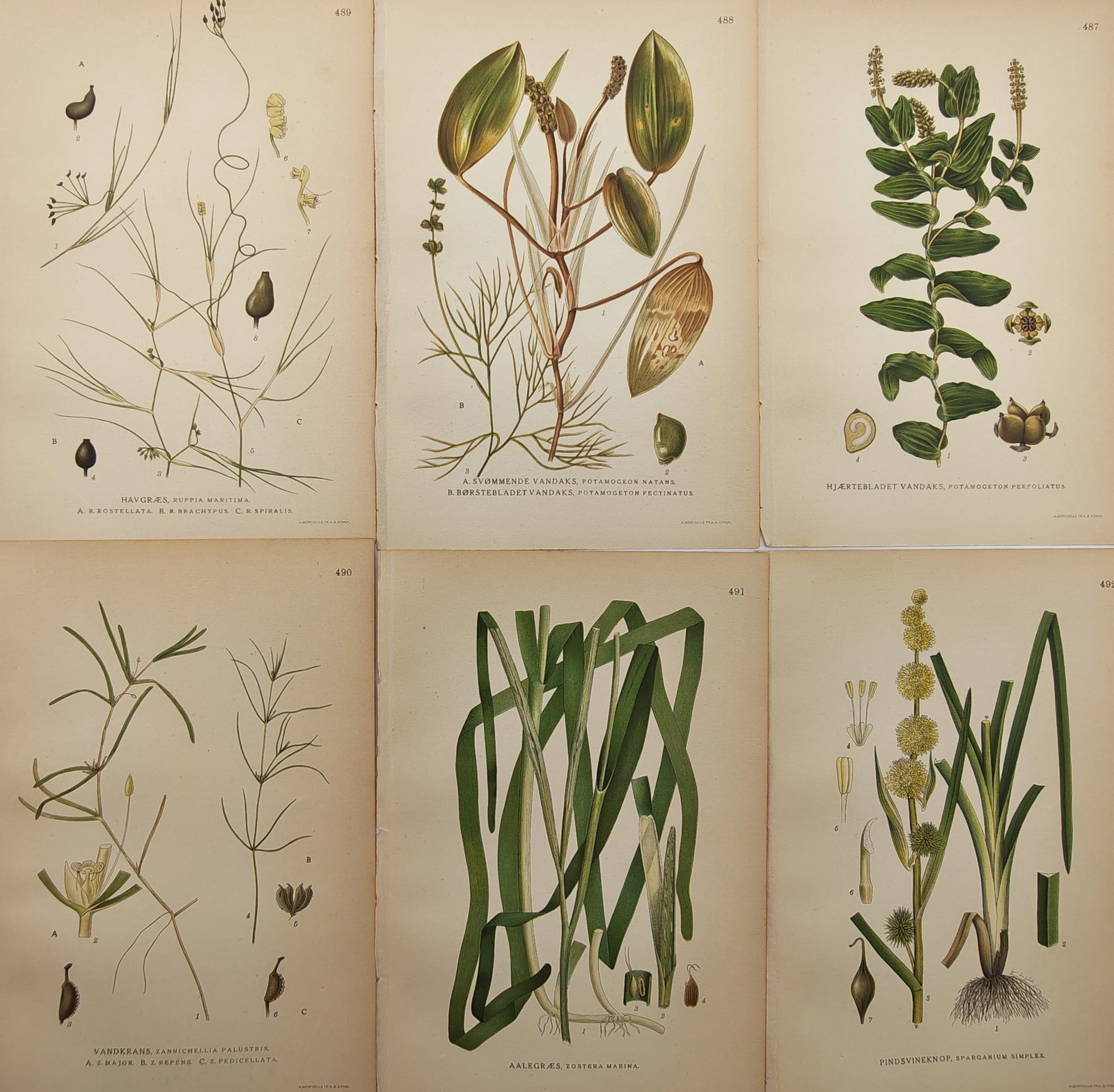 Carl Lindman – Set of 6: Nordic Aquatic Plants, Pondweeds, and Meadow Herbs – Lithographs (1 of 2)